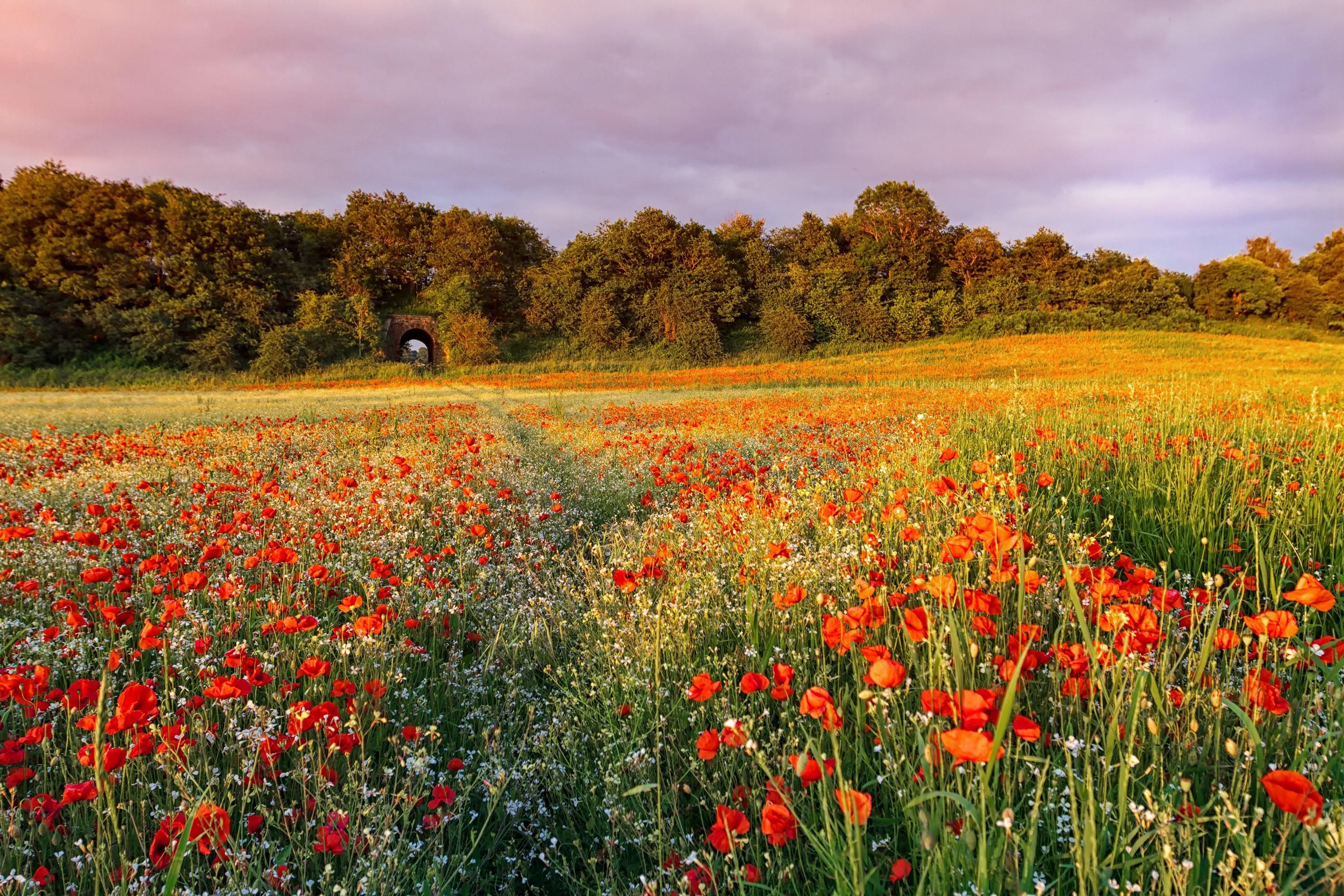 3000x2000 Wild Flowers In Meadow Wallpaper