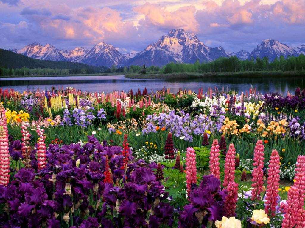 1024x768 Best Flowers Wallpaper: Wild Flowers, Flowers