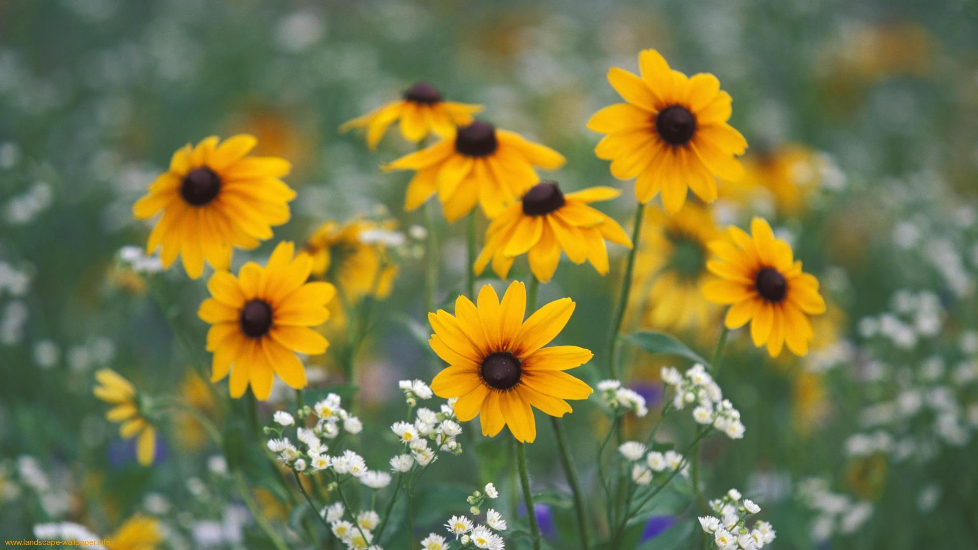1920x1080 Wild Flowers Wallpaper