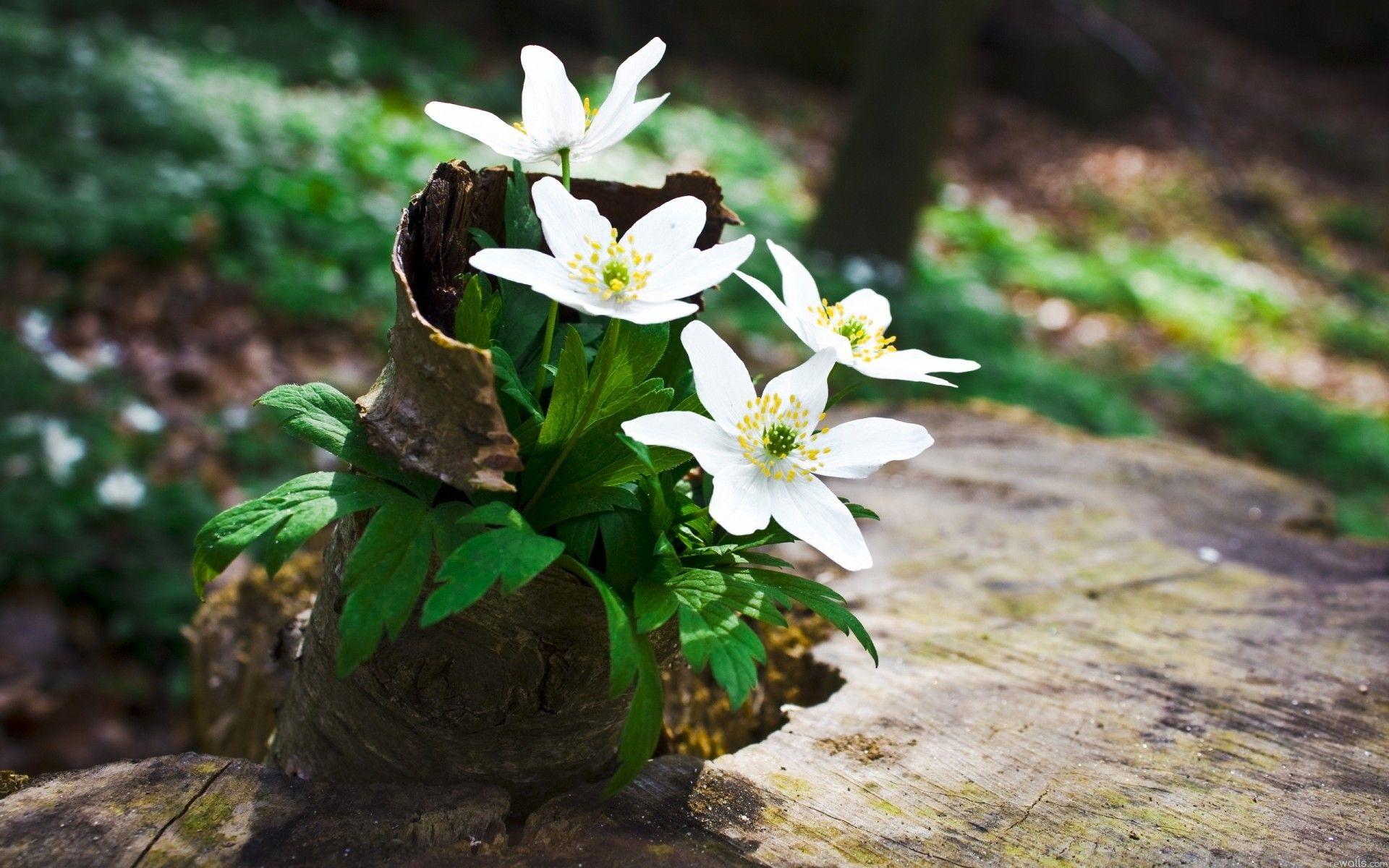 1920x1200 Vitality Of The White Wild Flowers 2560x1600 :