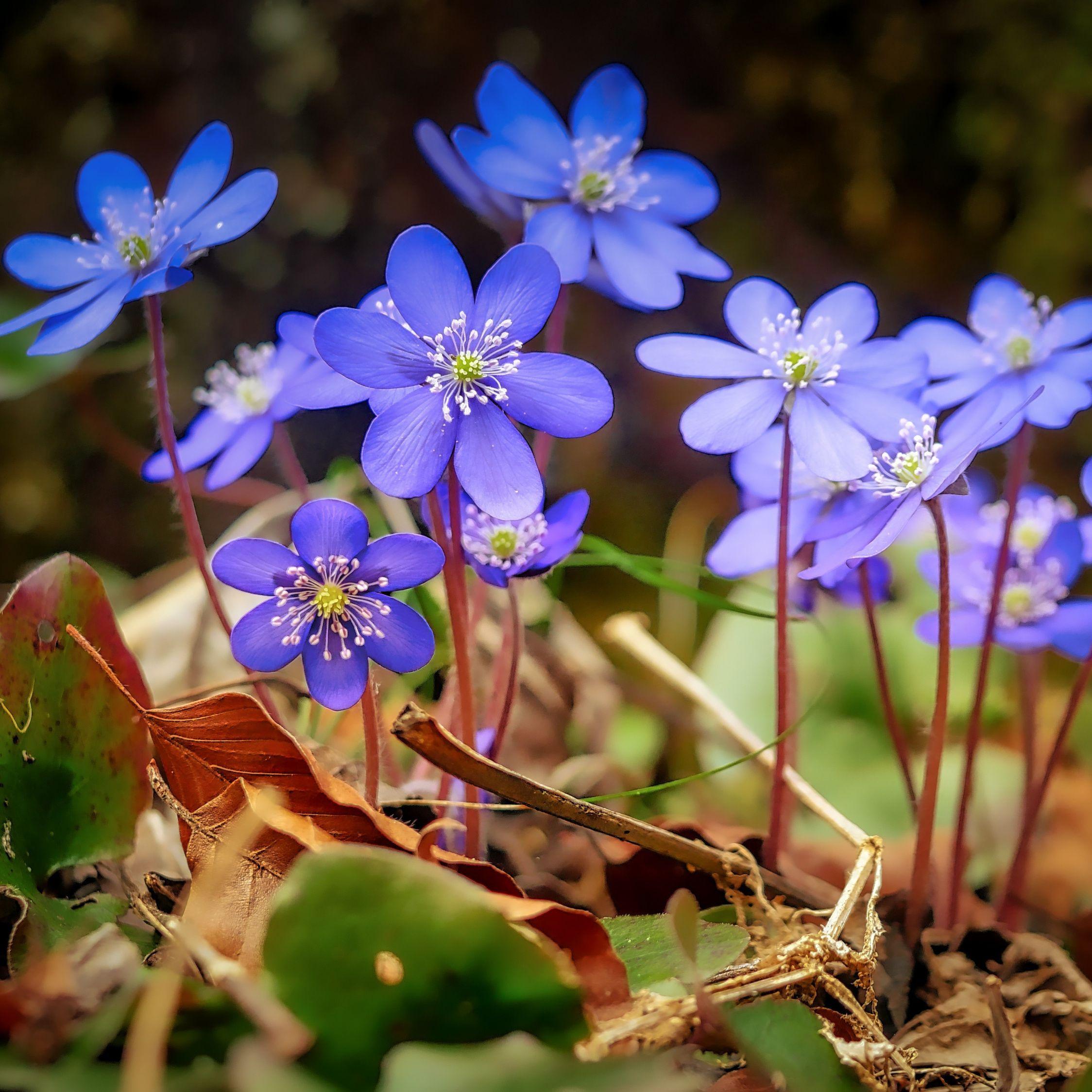 2248x2248 Spring, Blue, Wild Flowers, Leaves, Wallpaper Wallpaper Spring Flower