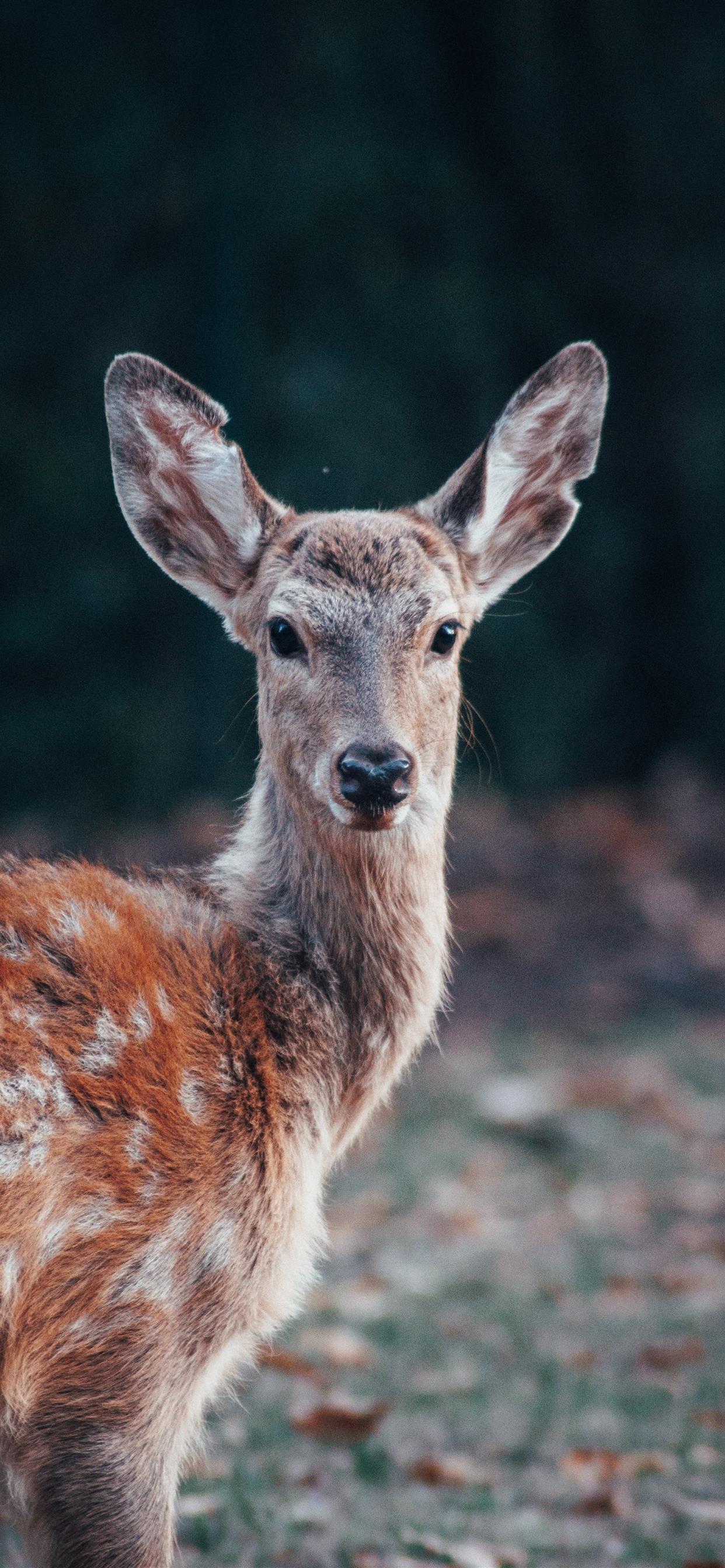 1242x2688 Bambi Eyes iPhone X Wallpaper Free Download