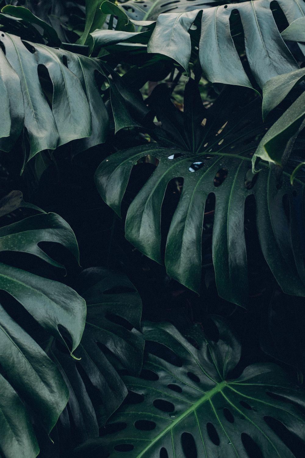 Plant leaves dark stem HD phone wallpaper  Peakpx