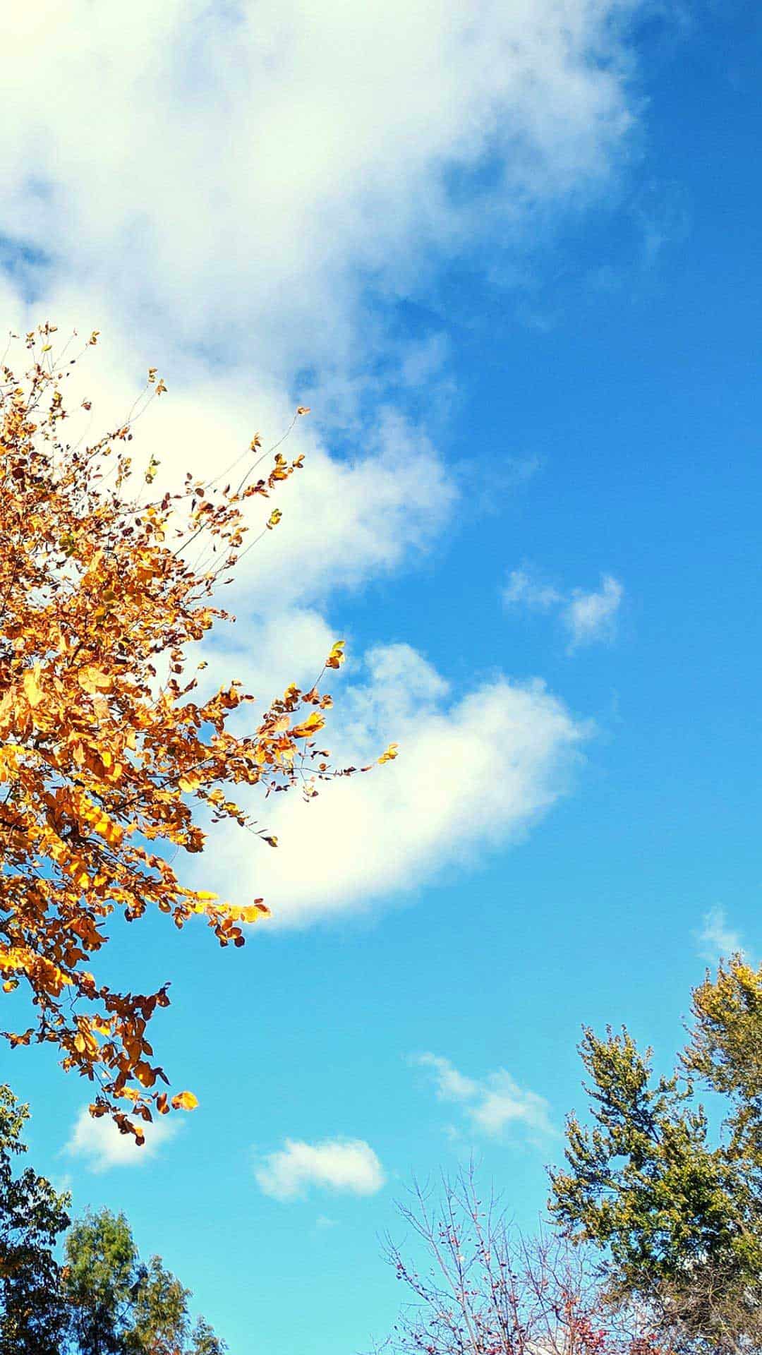 Green Autumn Wallpapers - Top Free Green Autumn Backgrounds ...