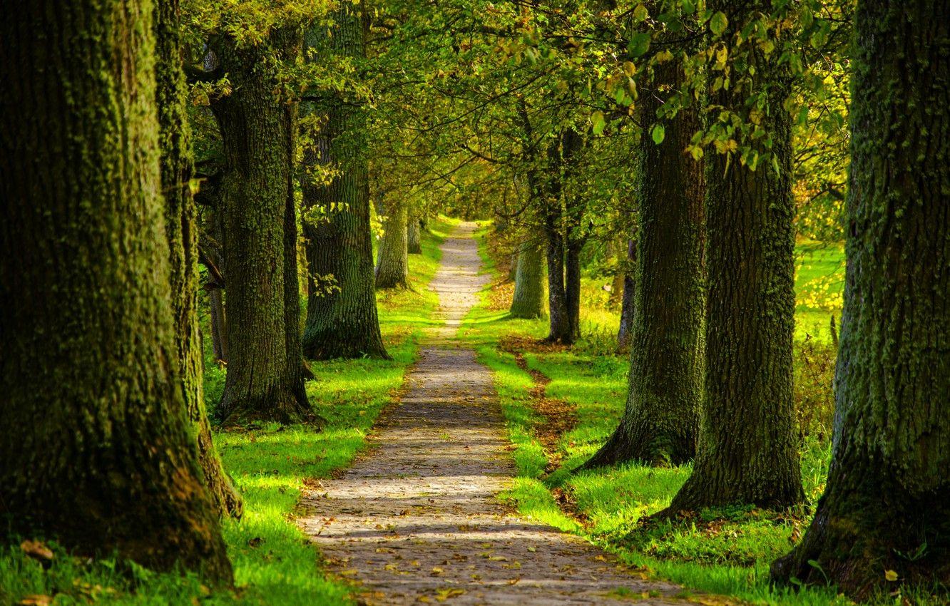 Spring Path Wallpapers - Top Free Spring Path Backgrounds - WallpaperAccess