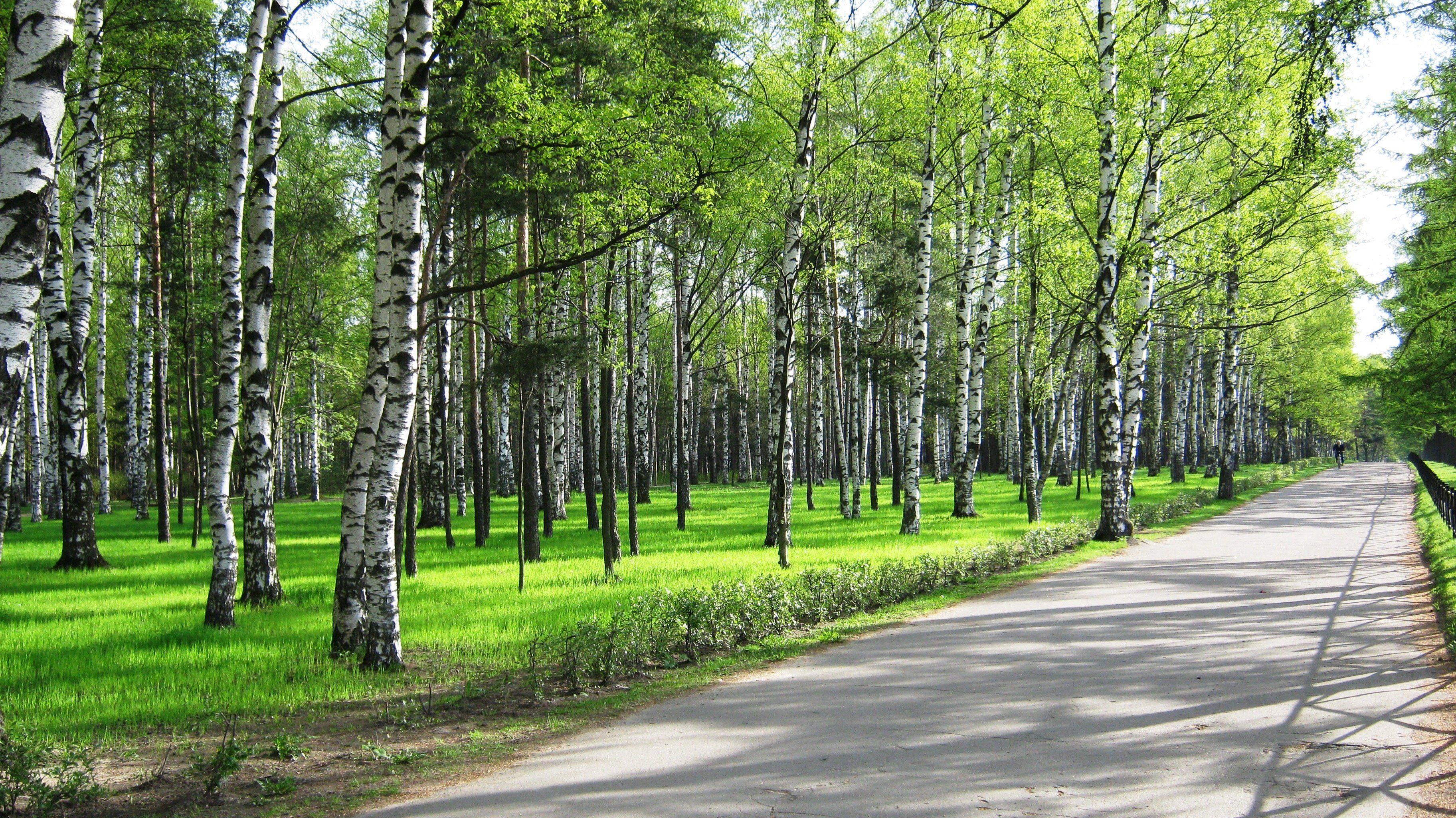 3648x2048 Spring birch park forest road path trail people wallpaperx2048