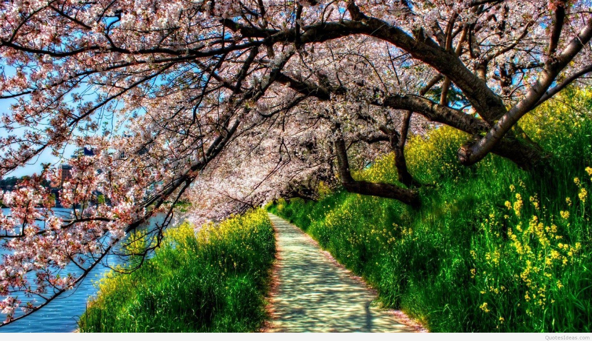 1920x1107 Spring flowers background 2015 2016