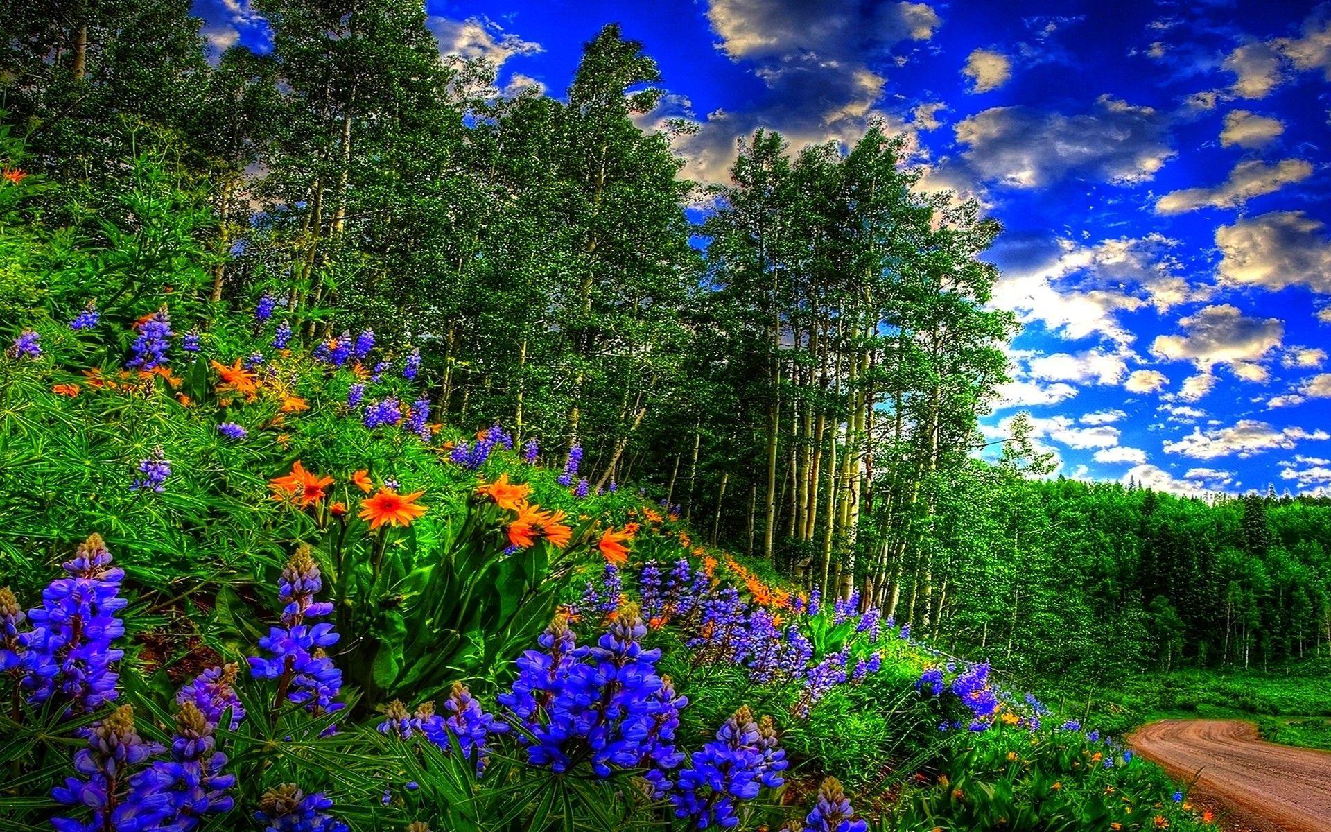 1920x1200 Res: 1920x Earth Earth Tree Birch Spring Road Sky Wallpaper. Spring desktop wallpaper, Nature wallpaper, 3D nature wallpaper