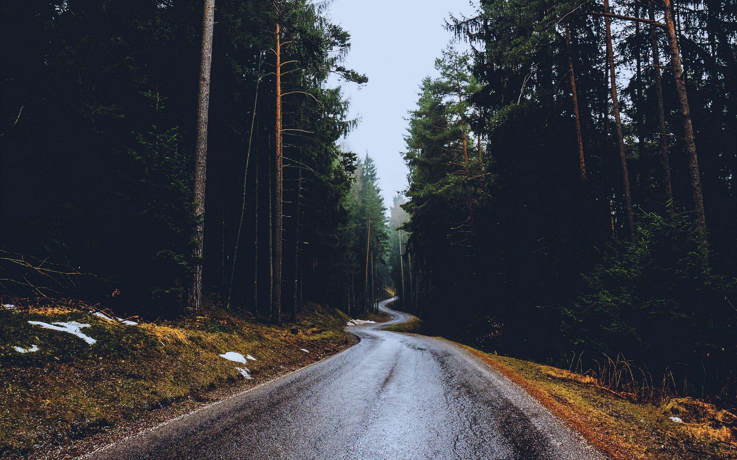 2560x1600 Download wallpaper 2560x1600 road, trees, winding, spring, asphalt, wet widescreen 16:10 HD background