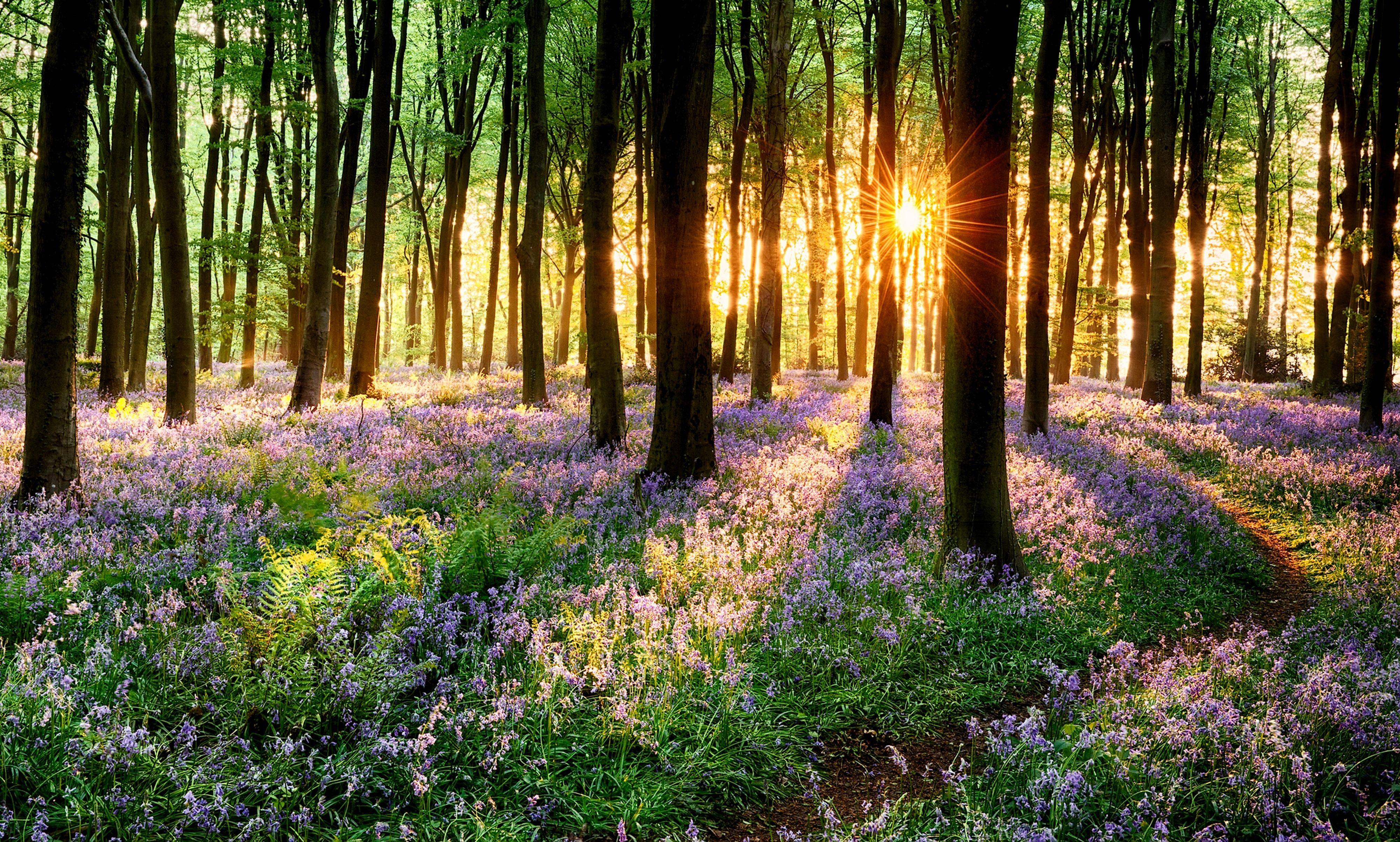 4000x2405 Download wallpaper road, forest, grass, trees, sunset, flowers, nature, Park, spring, grass, forest, road, trees, nature, sunset, park, section nature in resolution 4000x2405