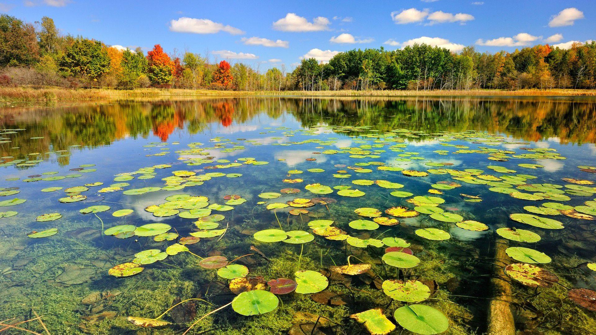 Pond Wallpapers - Top Free Pond Backgrounds - WallpaperAccess