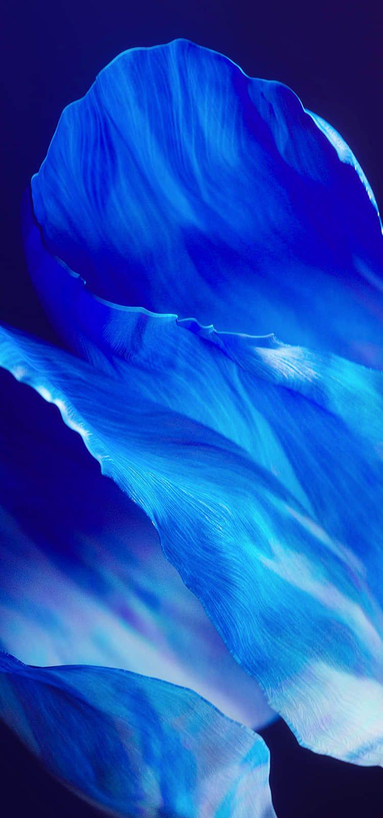 750x1602 Wallpaper