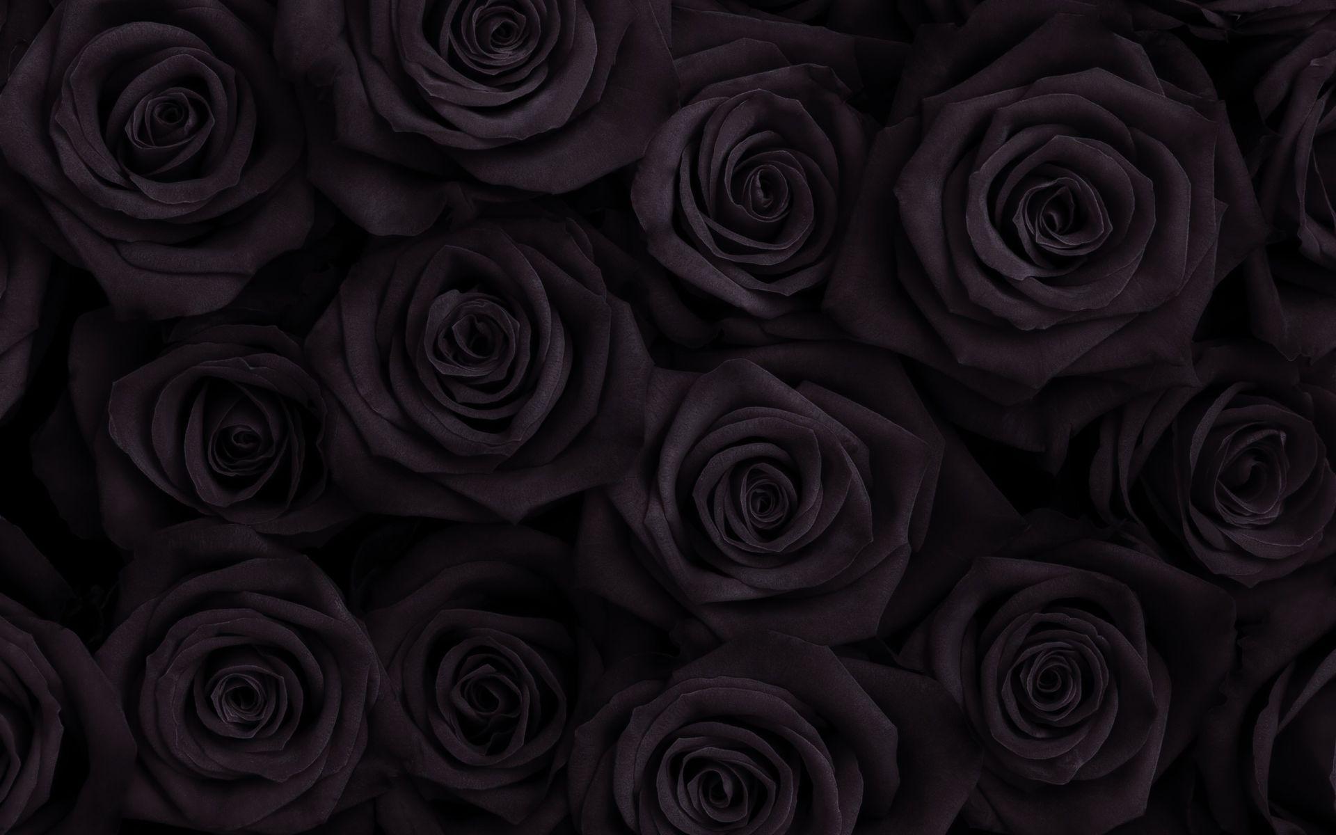 1920x1200 Black Rose Wallpaper