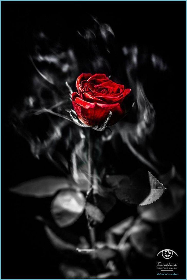 727x1090 Rose Wallpaper Black And Red and red rose wallpaper