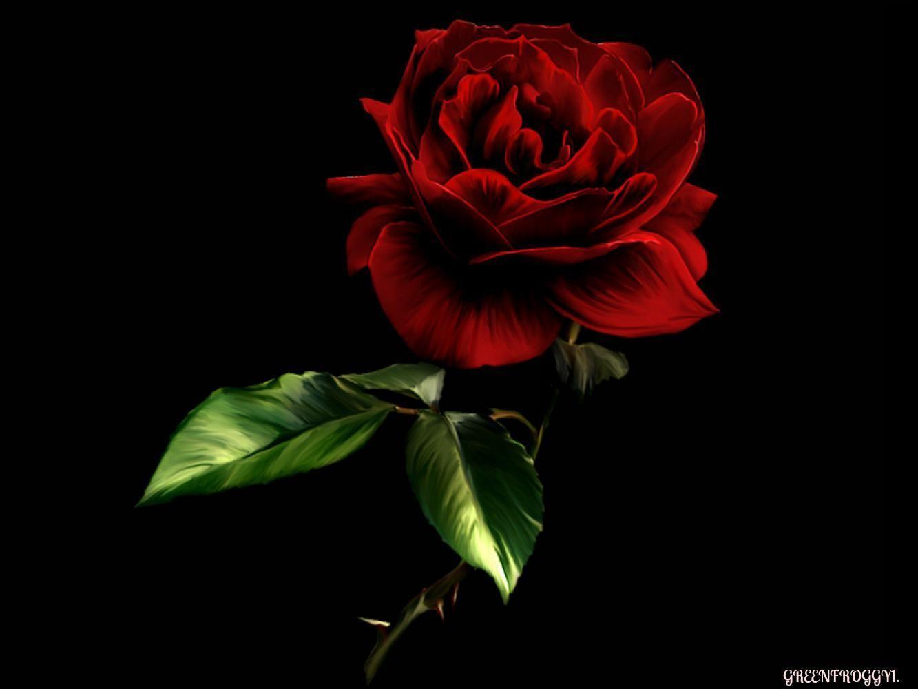 1333x1000 Red And Black Rose Wallpaper