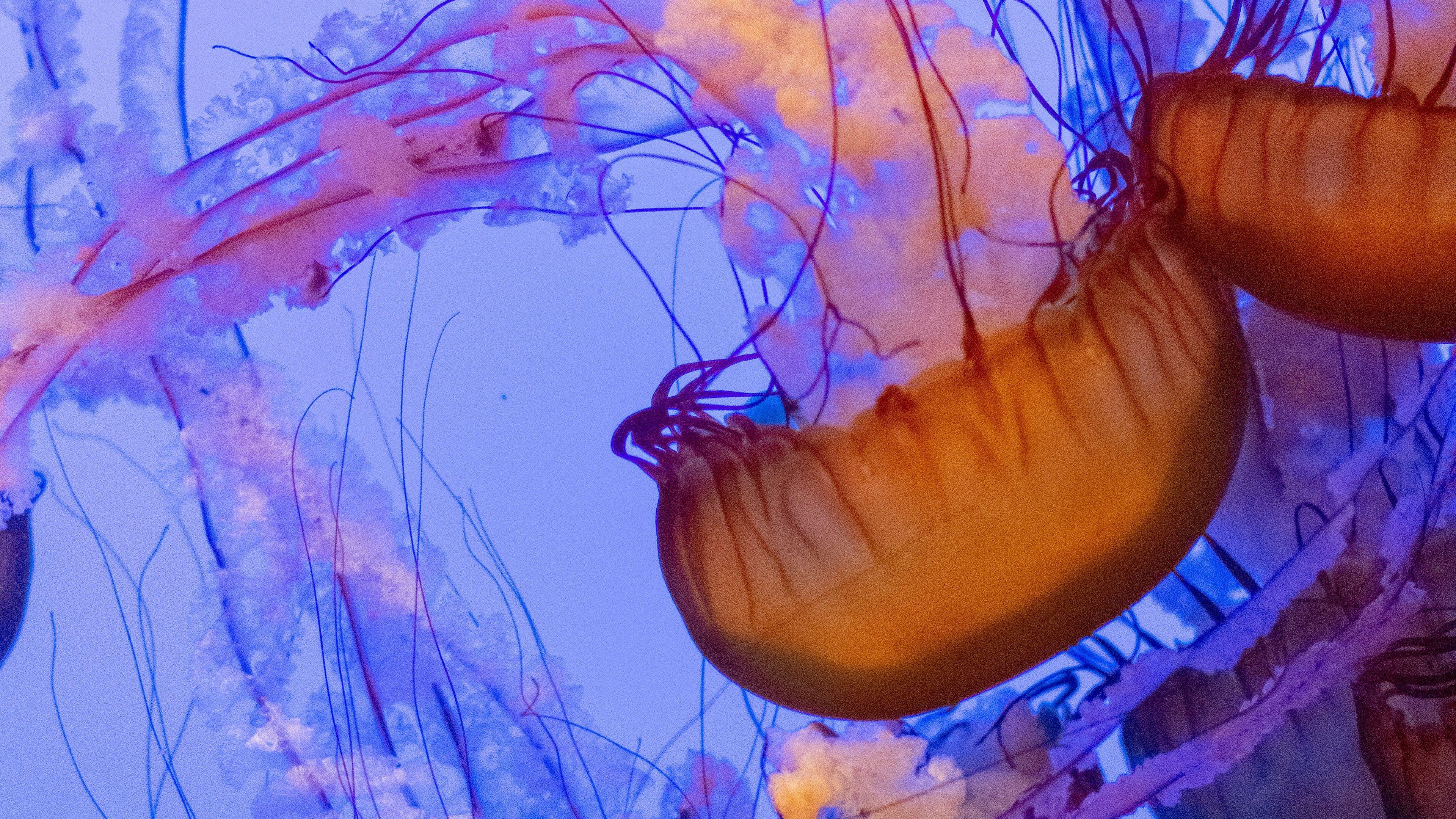 3840x2160 Jellyfish 4K wallpaper for your desktop or mobile screen free and easy to download