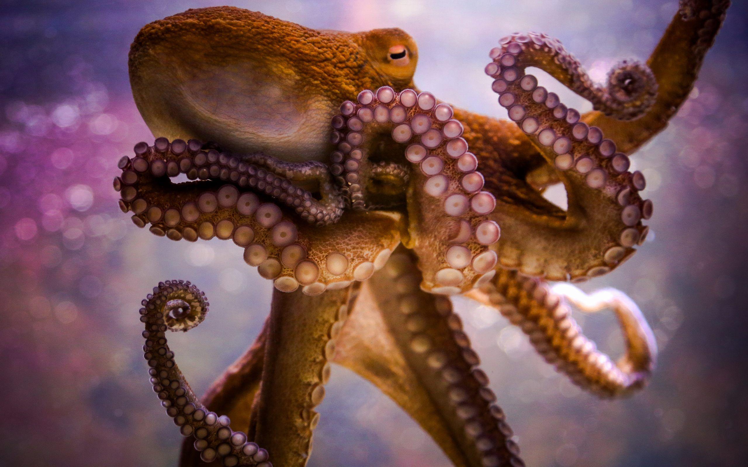 2560x1600 Octopus Tentacles Wallpaper HD Download For Desktop Resolution Octopus HD HD Wallpaper