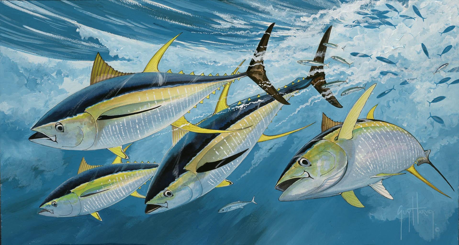 1918x1023 Yellowfin Tuna Wallpaper