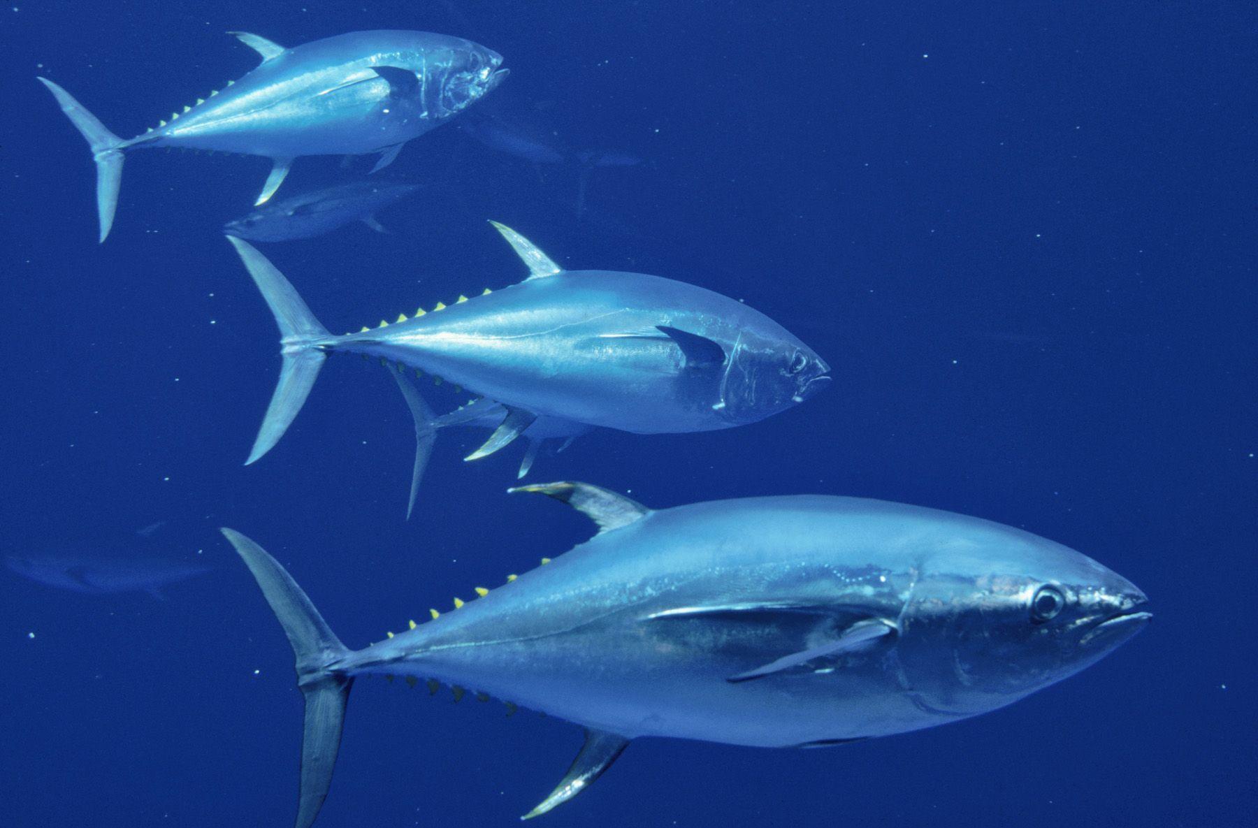 1800x1185 Free download tuna Computer Wallpaper Desktop Background 1800x1185 [1800x1185] for your Desktop, Mobile & Tablet. Explore Tuna Wallpaper. Tuna Wallpaper