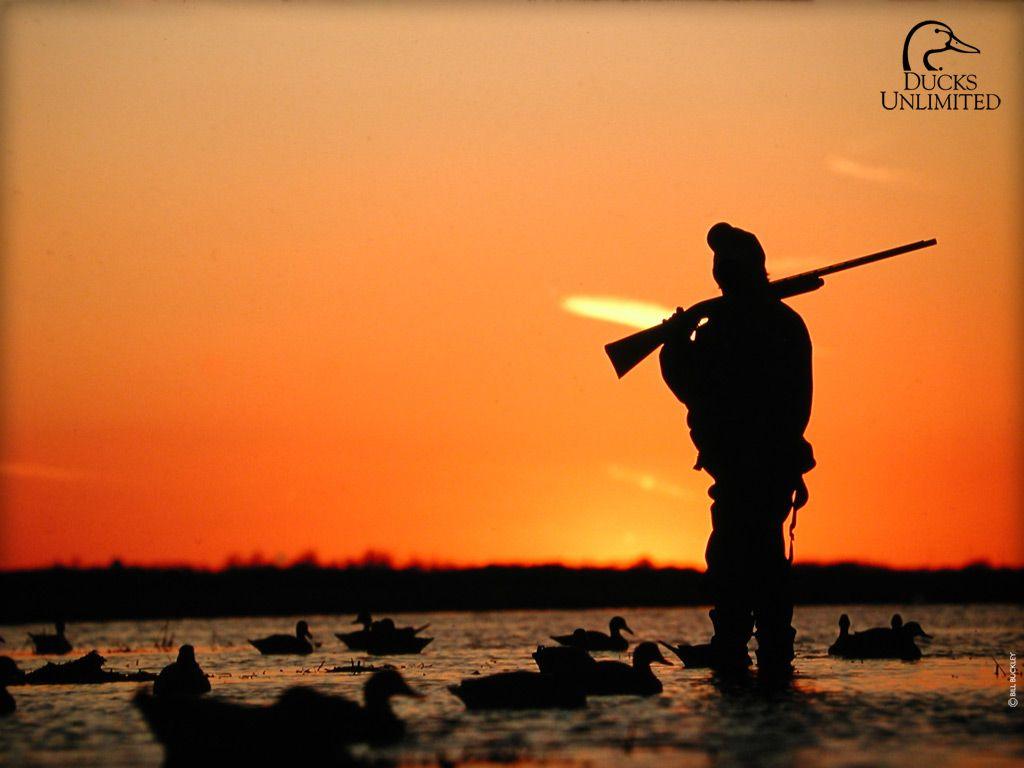 Bird Hunting Wallpapers Top Free Bird Hunting Backgrounds