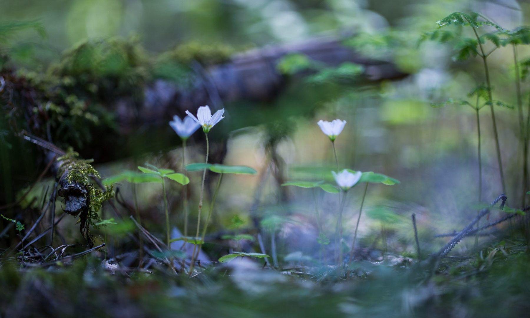 1800x1080 Flowers: Bokeh Driftwood Water Flowers Pond Nature Wallpaper