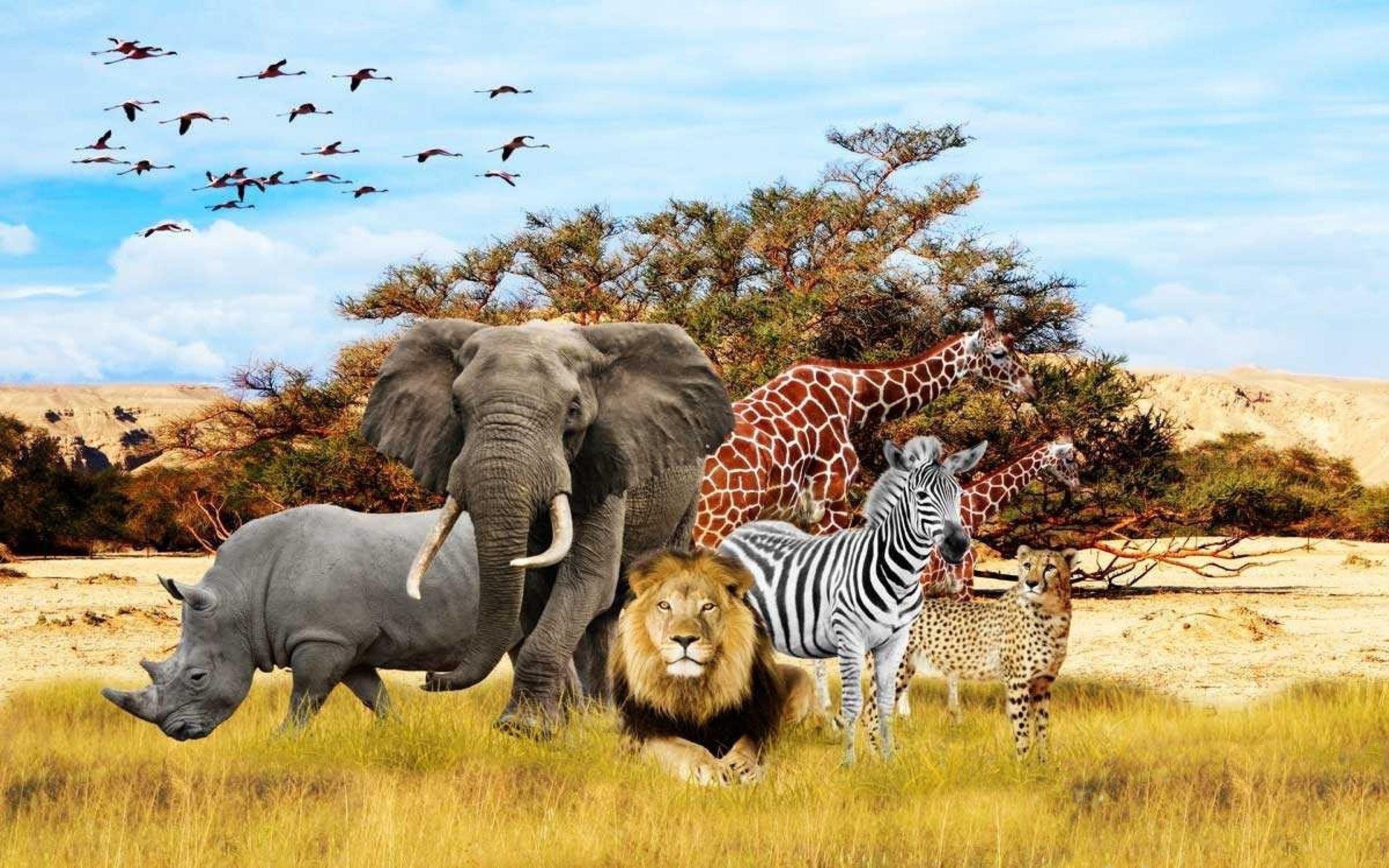 2880x1800 African Safari Elephants Wallpaper