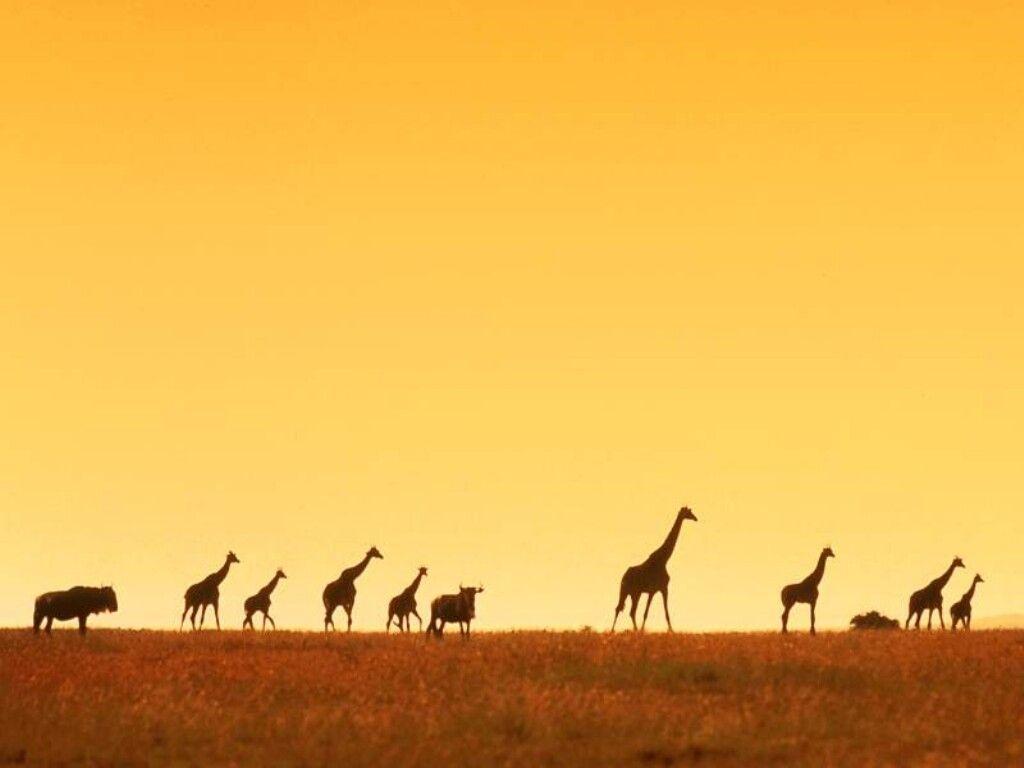 African Safari Desktop Wallpapers - Top Free African Safari Desktop ...