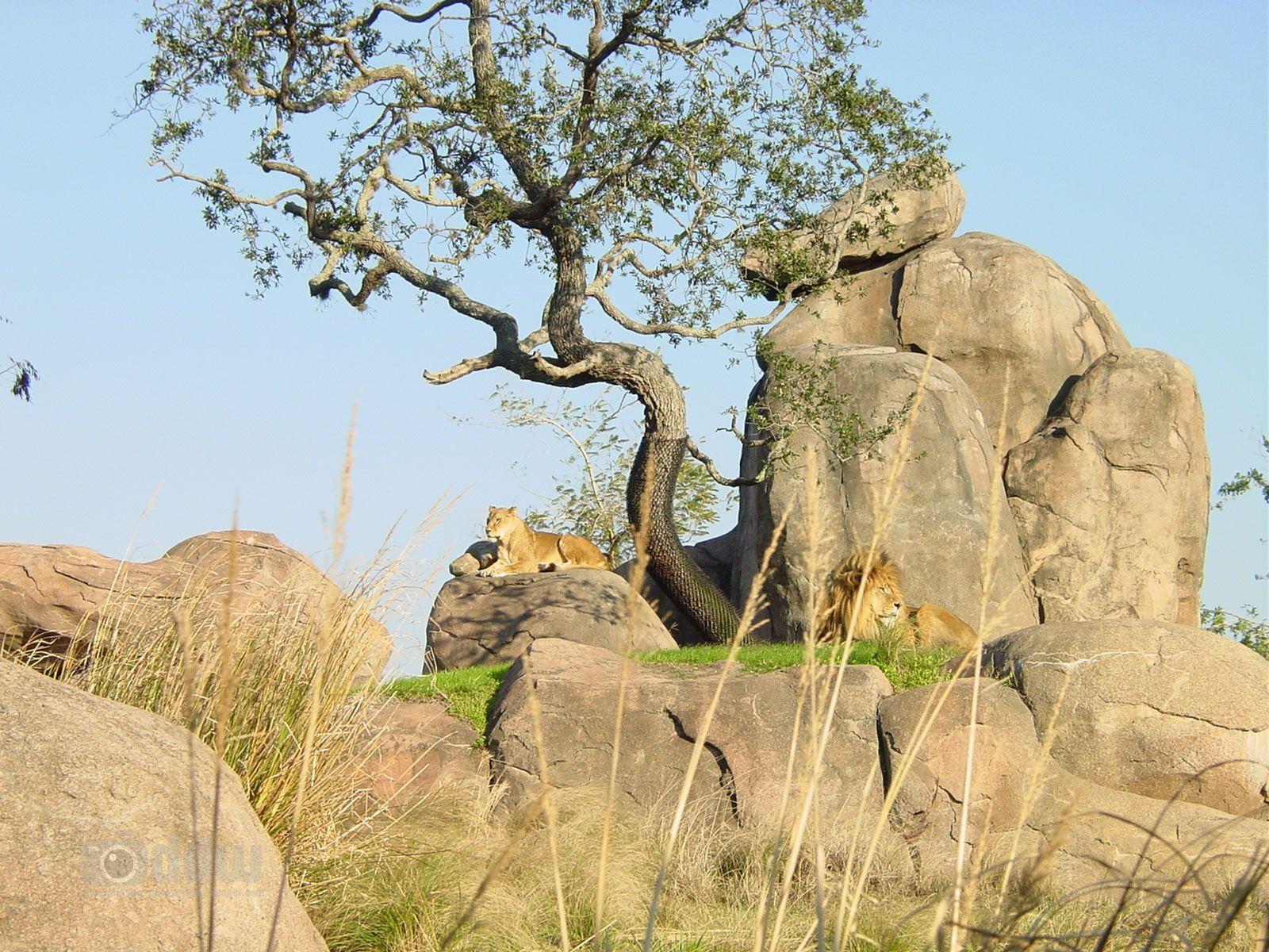 1600x1200 African Safari Background. african safari wallpaper african safari wallpaper. Safari, African safari, Dream vacations