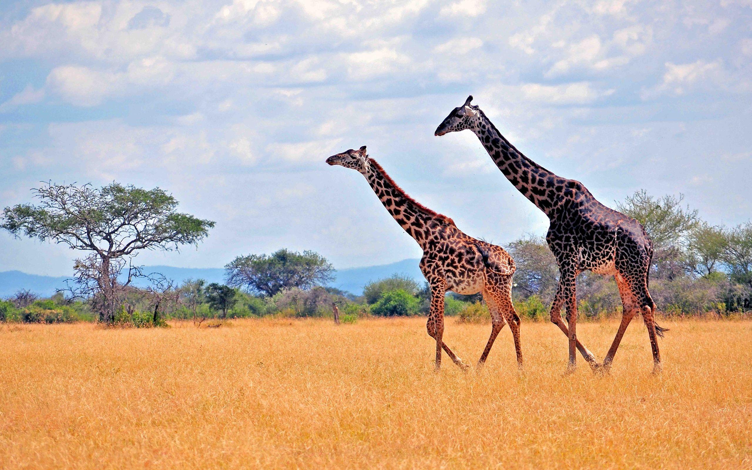 African Safari Desktop Wallpapers - Top Free African Safari Desktop ...