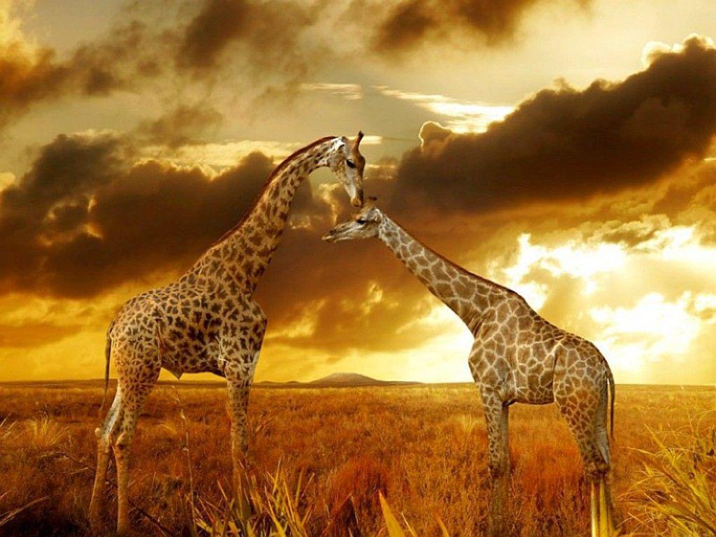 African Safari Desktop Wallpapers - Top Free African Safari Desktop ...