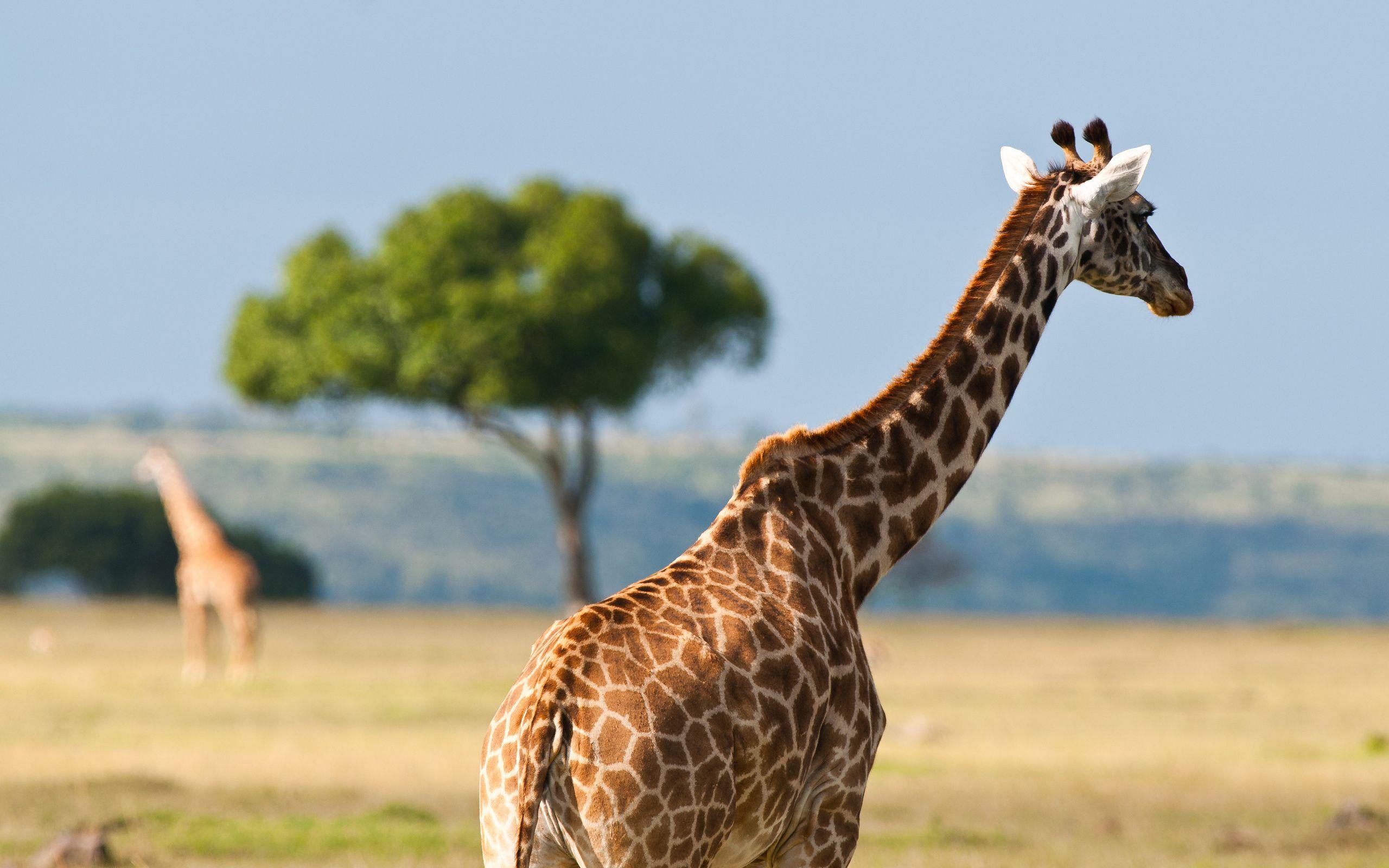 2560x1600 african safari giraffe Desktop Wallpaperk HD