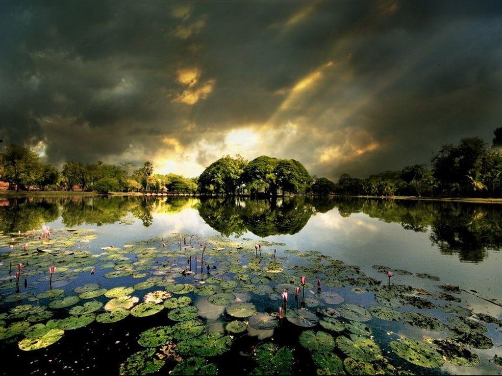1024x768 lotus pond. LOTUS POND Wallpaper. Lotus ponds. Pond