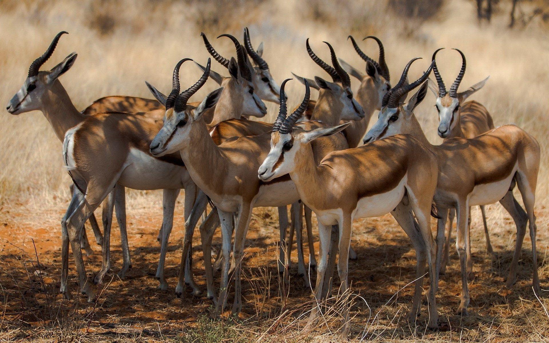 1920x1200 african safari image Desktop Wallpaperk HD