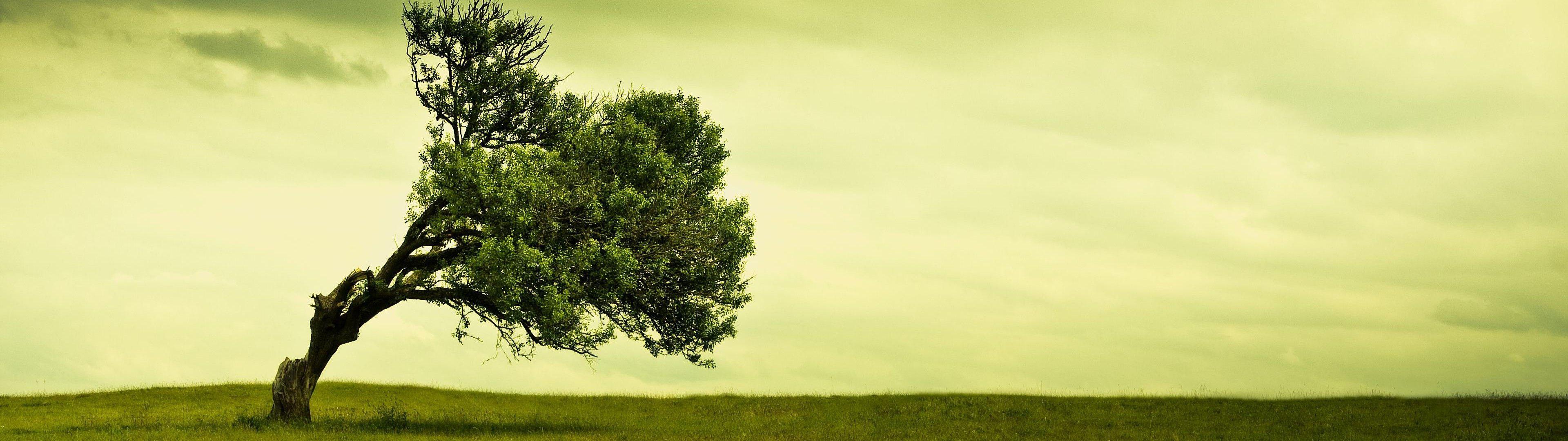 Green Dual Monitor Wallpaper