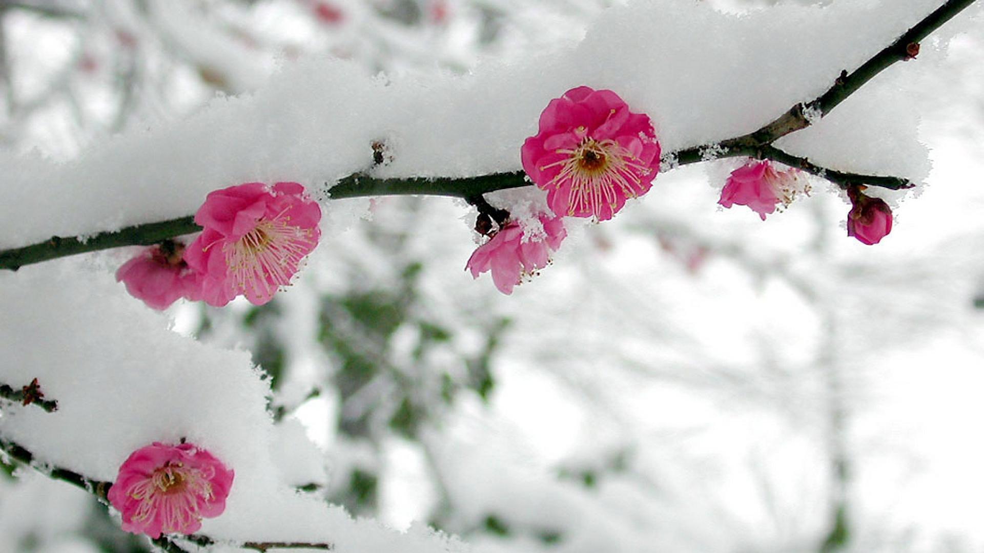 Cherry Blossom Snow Wallpapers Top Free Cherry Blossom Snow Backgrounds Wallpaperaccess