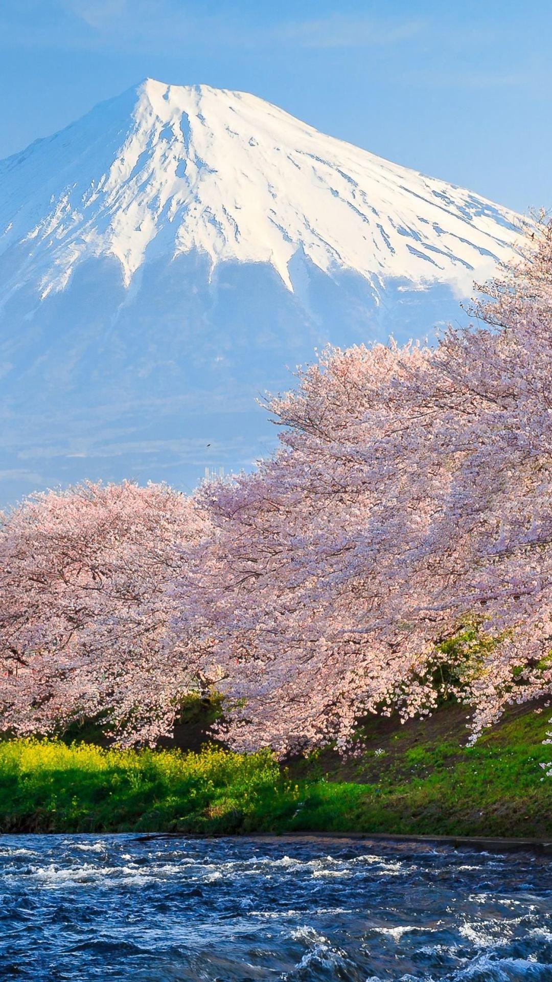 1080x1920 Sakura River japan iPhone 6s, 6 Plus, Pixel xl , One Plus