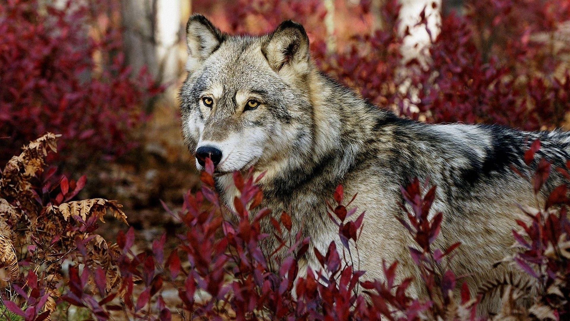 1920x1080 Photography Background In High Quality: Bird Hunting