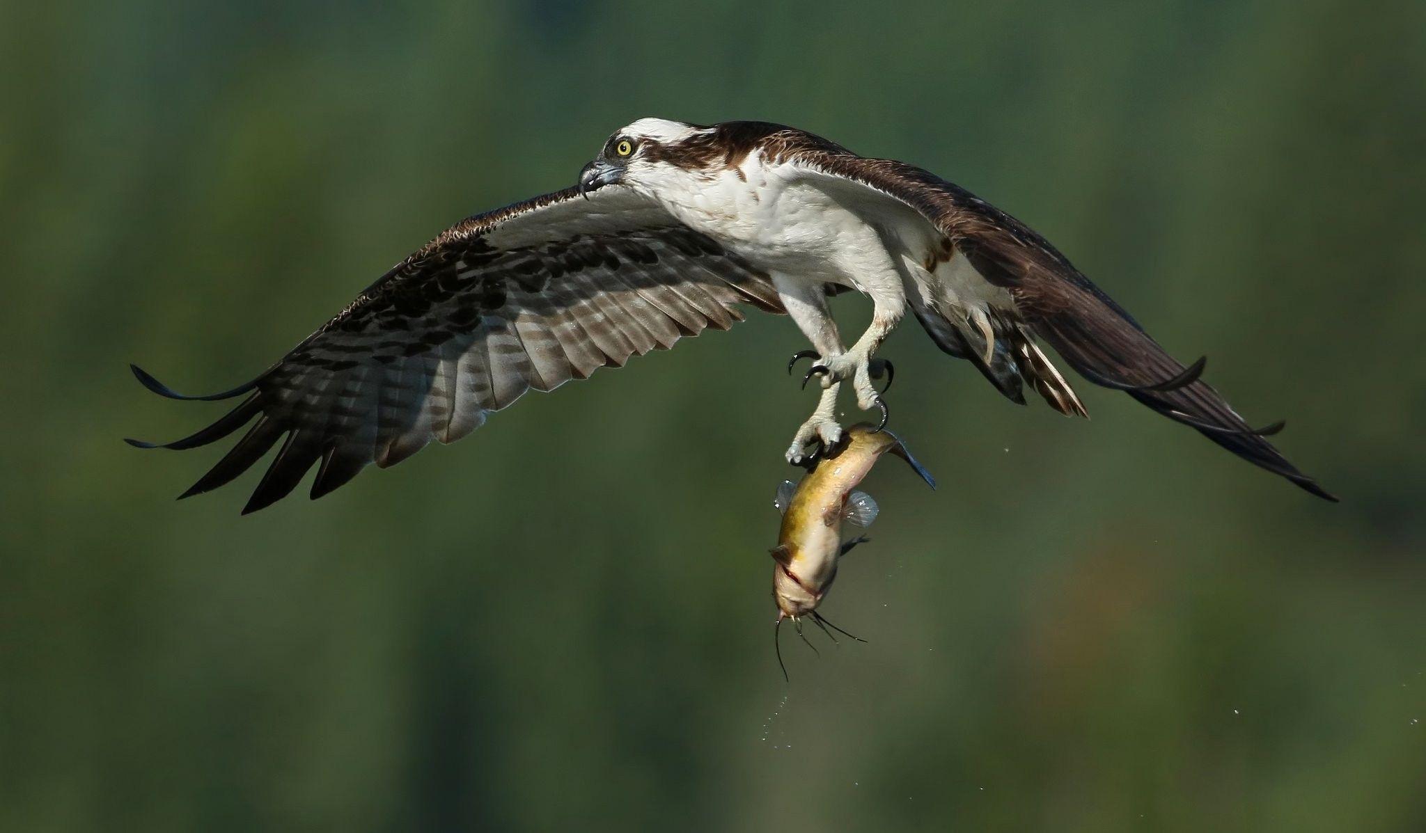 2048x1197 Birds: Fishing Flight Osprey Wings Fish Catch Bird Prey Hunting