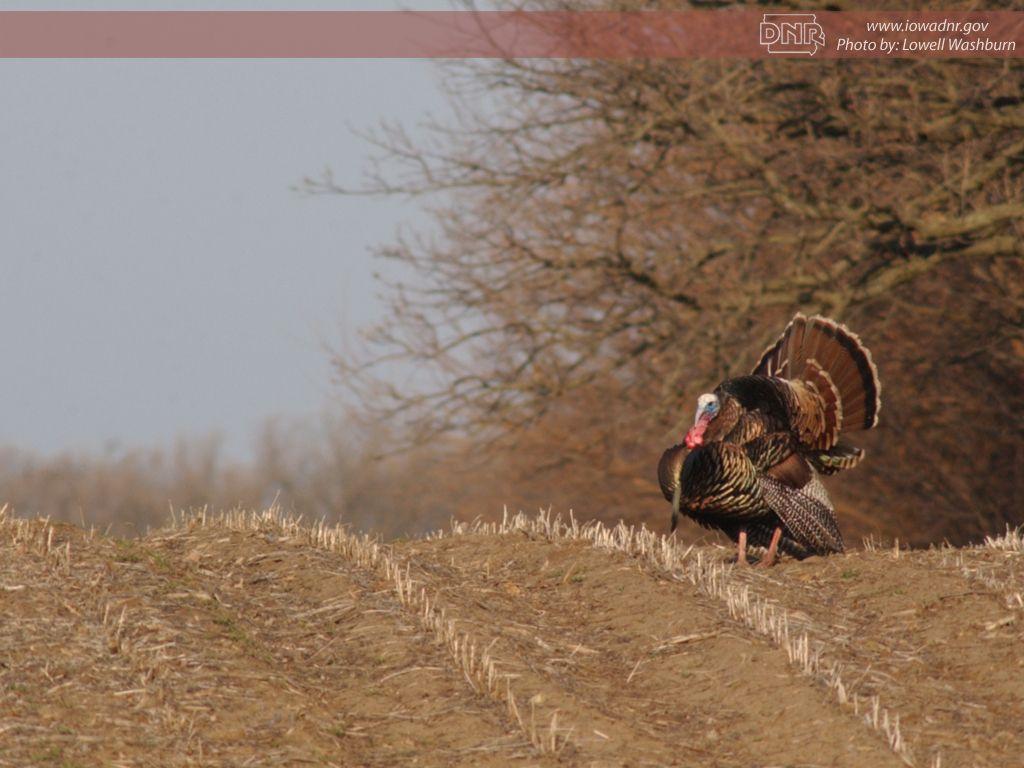 1024x768 Iowa DNR Wallpaper
