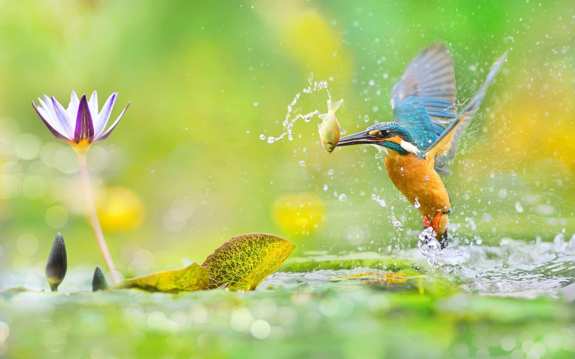 1920x1200 Small Bird Hunting In Water Wallpaper. HD Wallpaper Rocks