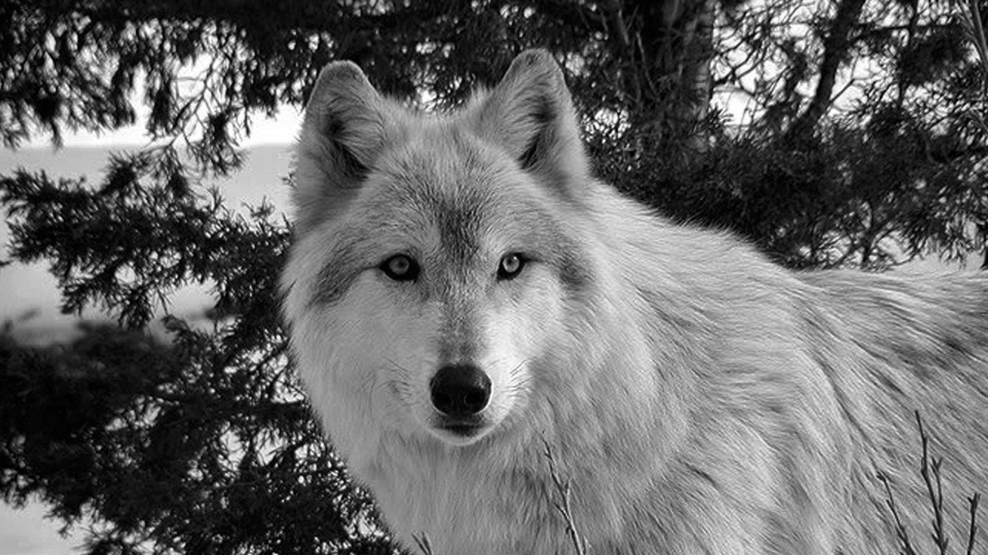 1920x1080 Black And White Wolf Wallpaper Black And White Wolf HD Wallpaper & Background Download