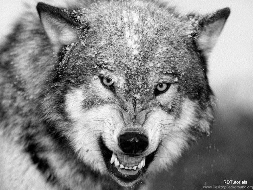 1024x768 White Wolf And Black Wolf Wallpaper. Desktop Background