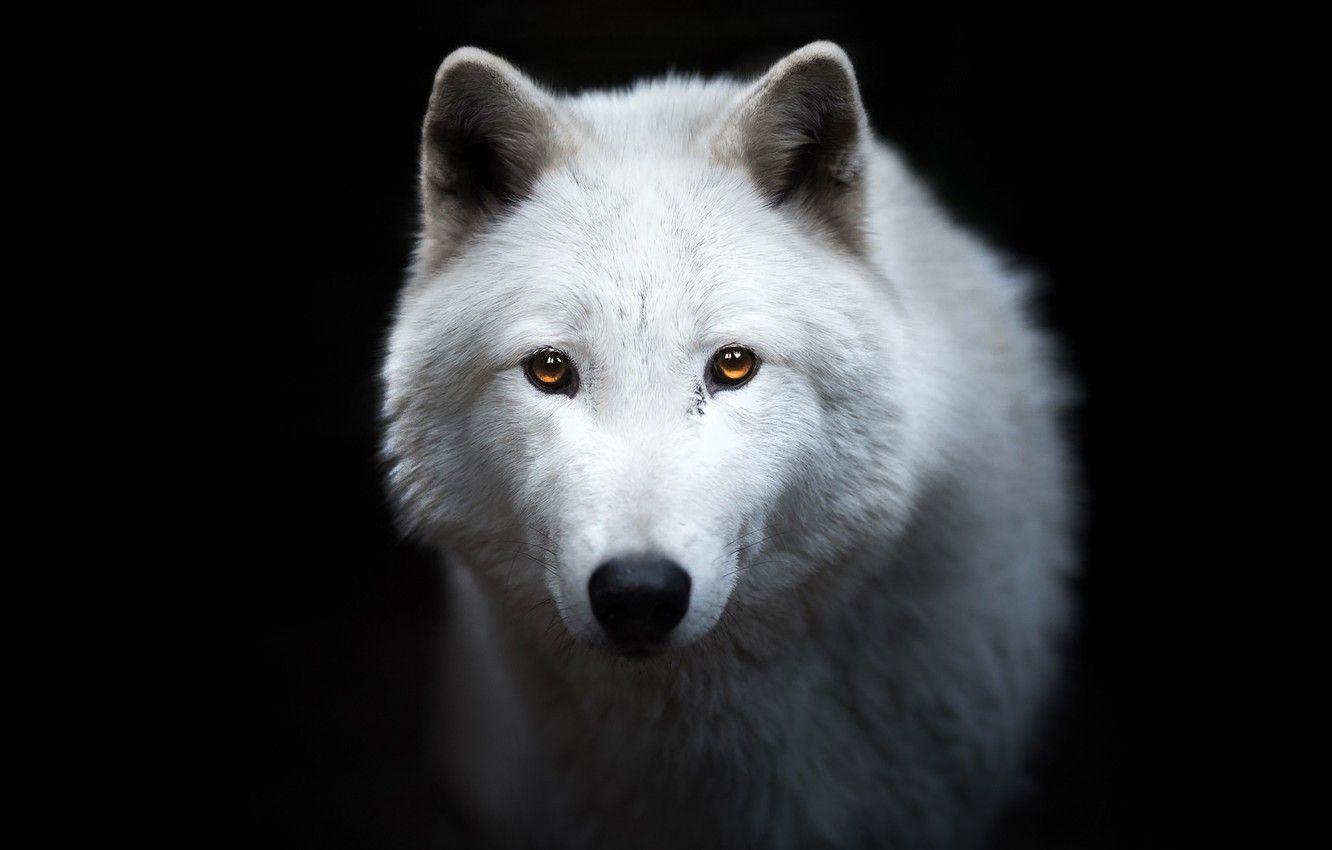 1332x850 Photo Wallpaper White, Look, Face, Wolf, Portrait, Wolf Black Background