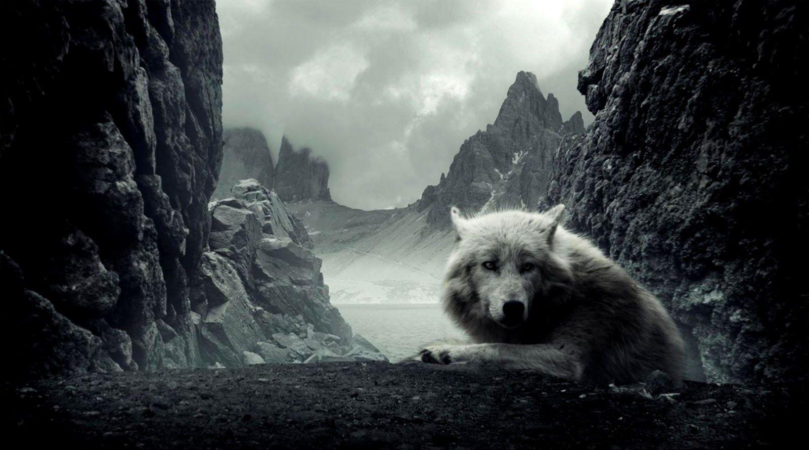 1600x890 Animal Wallpaper White Wolf Background HD Wallpaper