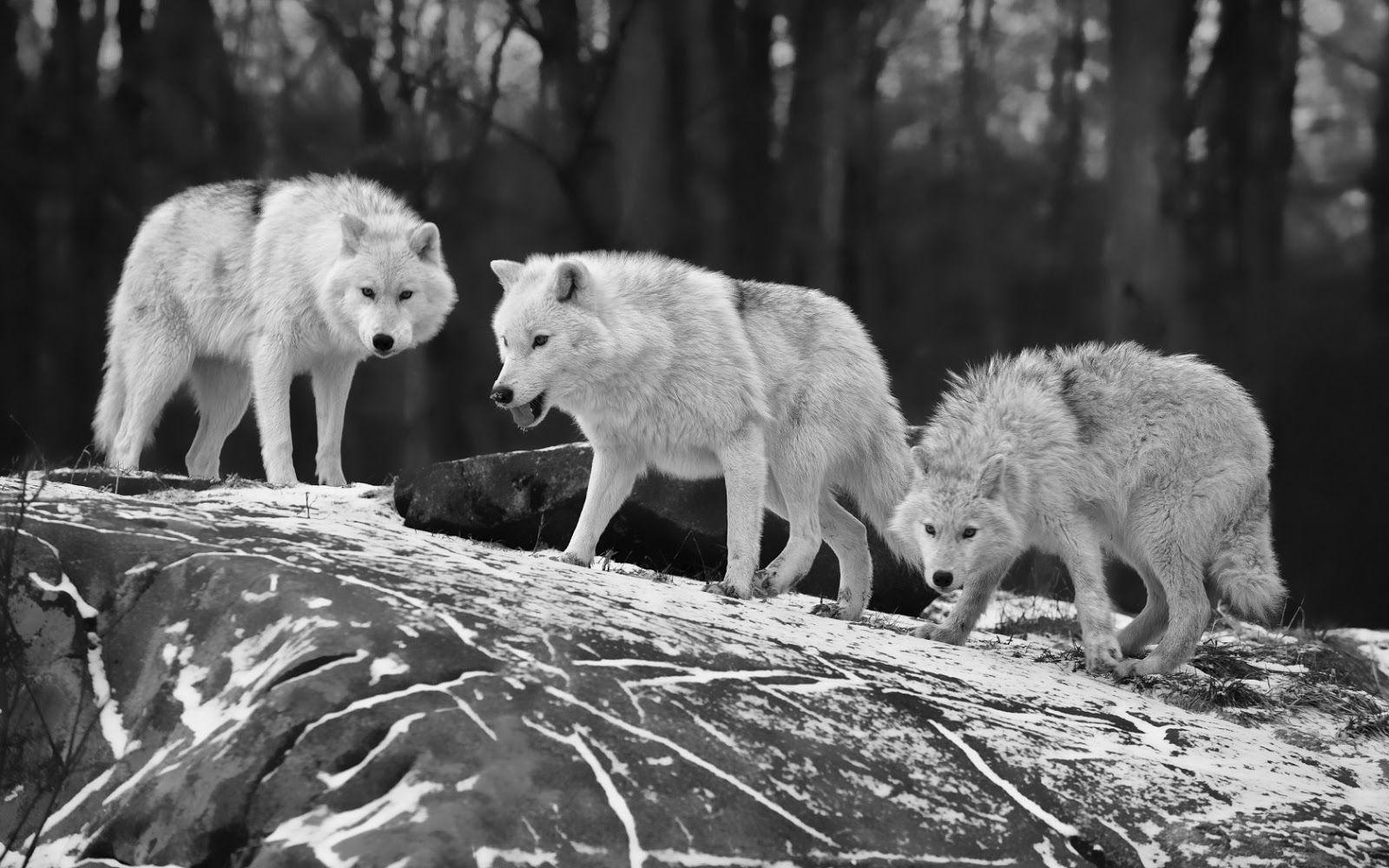 1600x1000 Free download Wolves black and white wallpaper HD Animals Wallpaper [1600x1000] for your Desktop, Mobile & Tablet. Explore White And Black Animals Wallpaper. White And Black Animals Wallpaper, White
