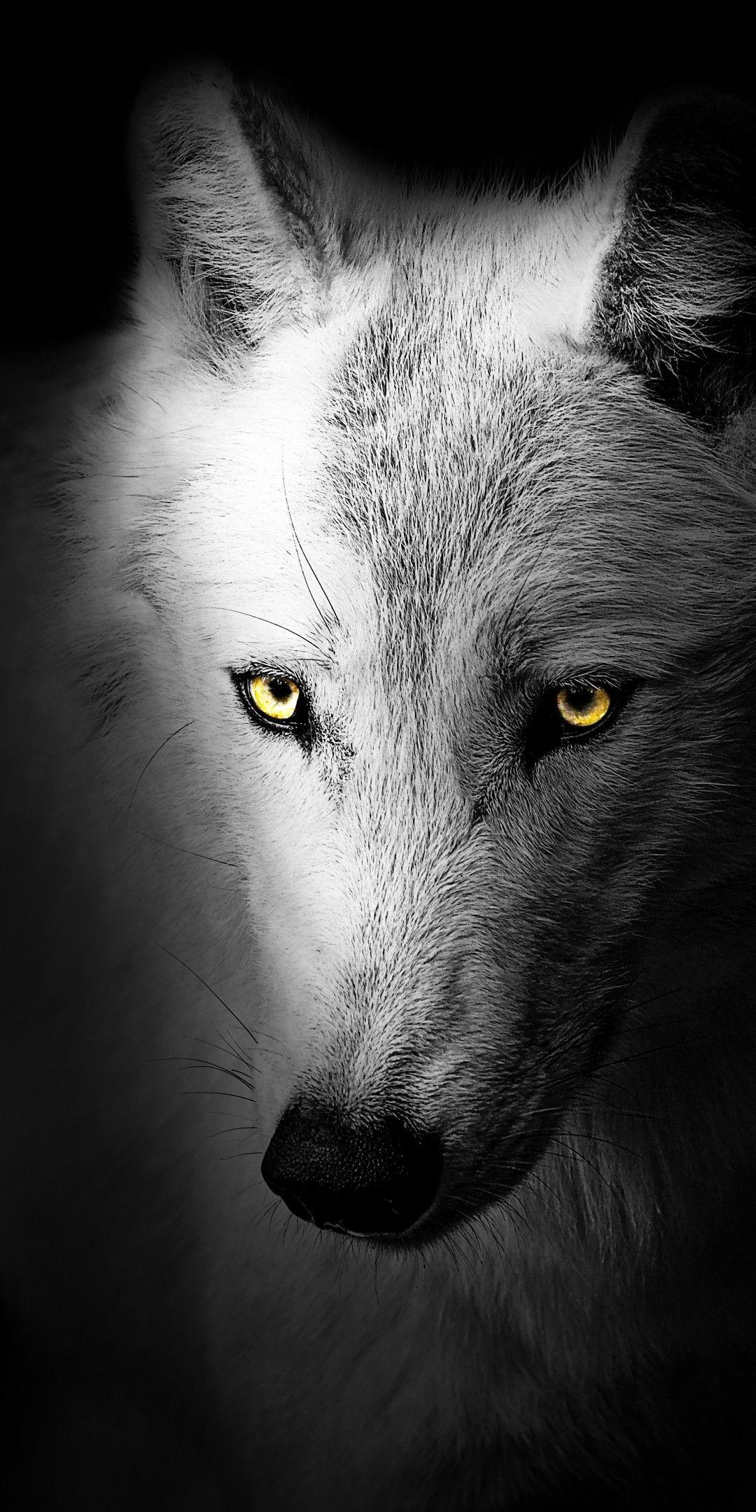 1080x2160 Wolf 4K Wallpaper, Black background, Wild, 5K, Animals