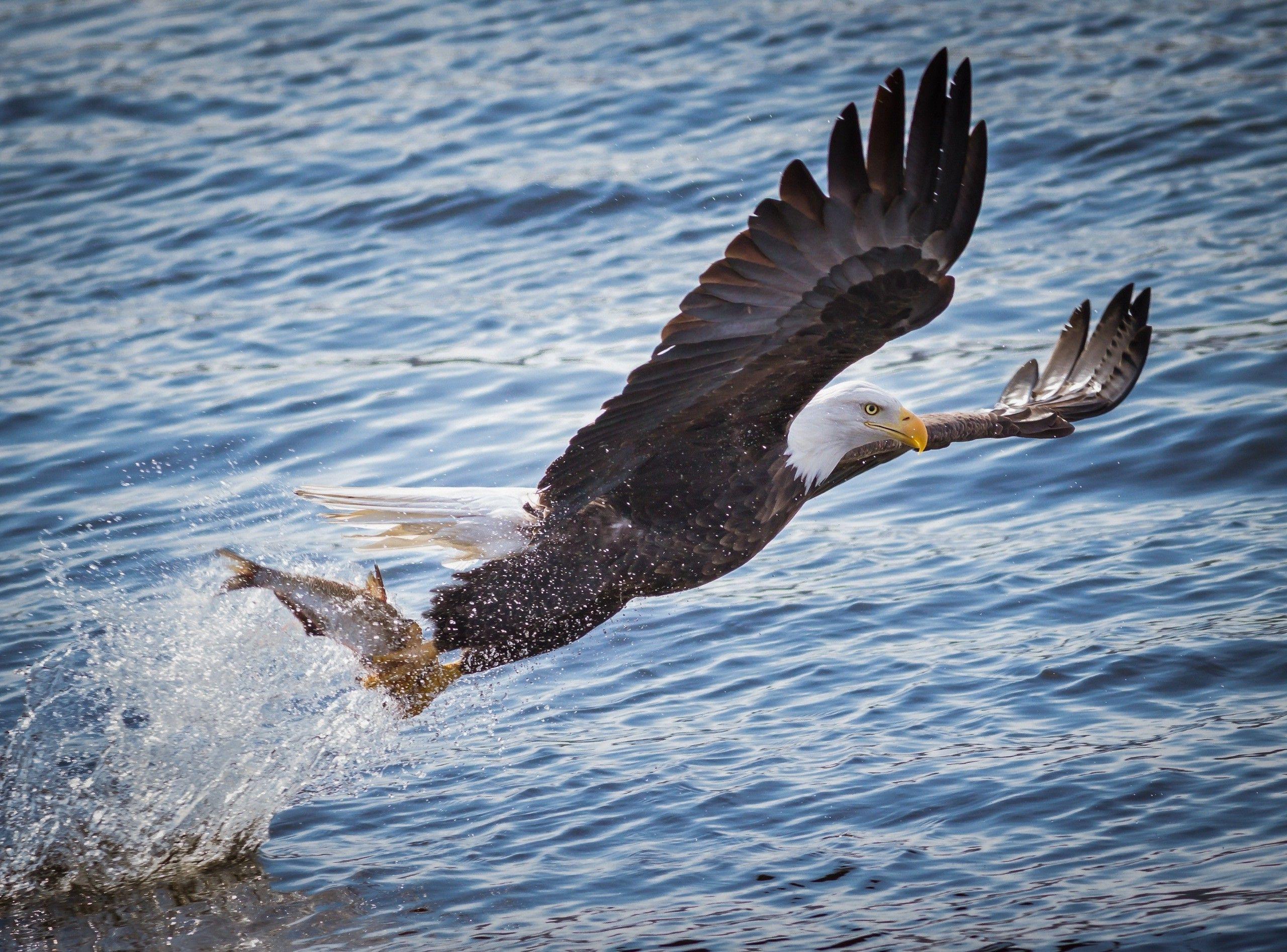 2560x1895 animals, Eagle, Fish, Birds, Water, Hunting Wallpaper HD / Desktop