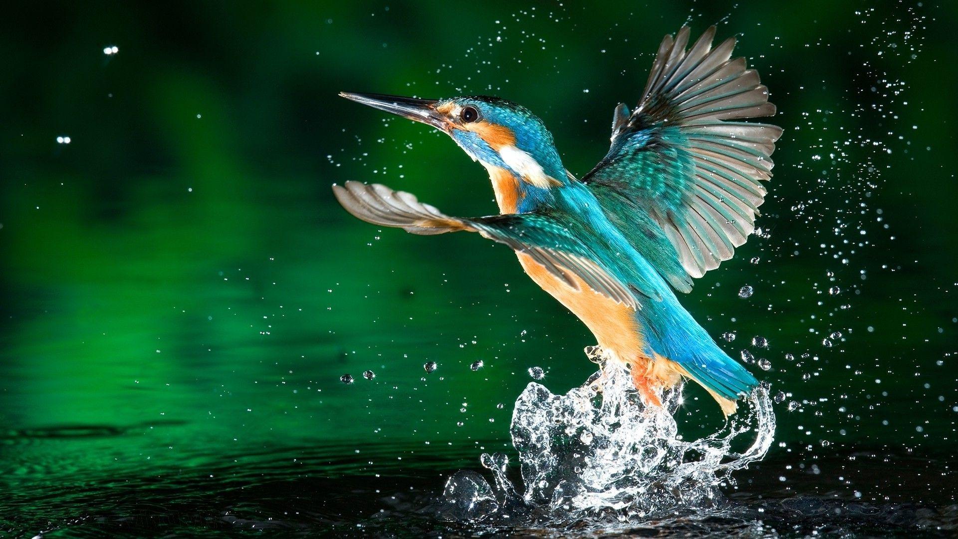 1920x1080 animals birds nature kingfisher water water drops fishing reflection