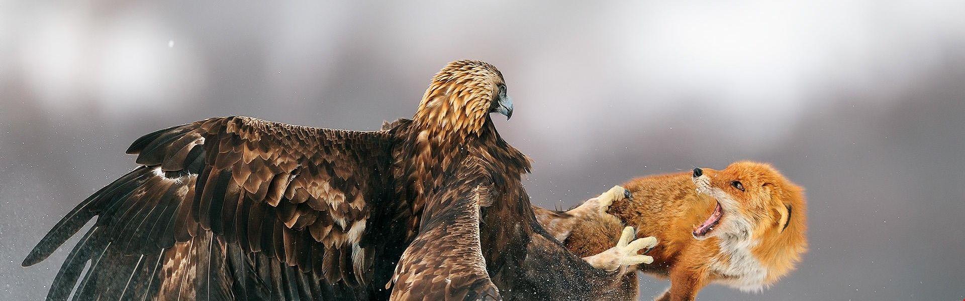 1920x600 1k Eagle Hunting Fox Background. HD Wallpaper 5k