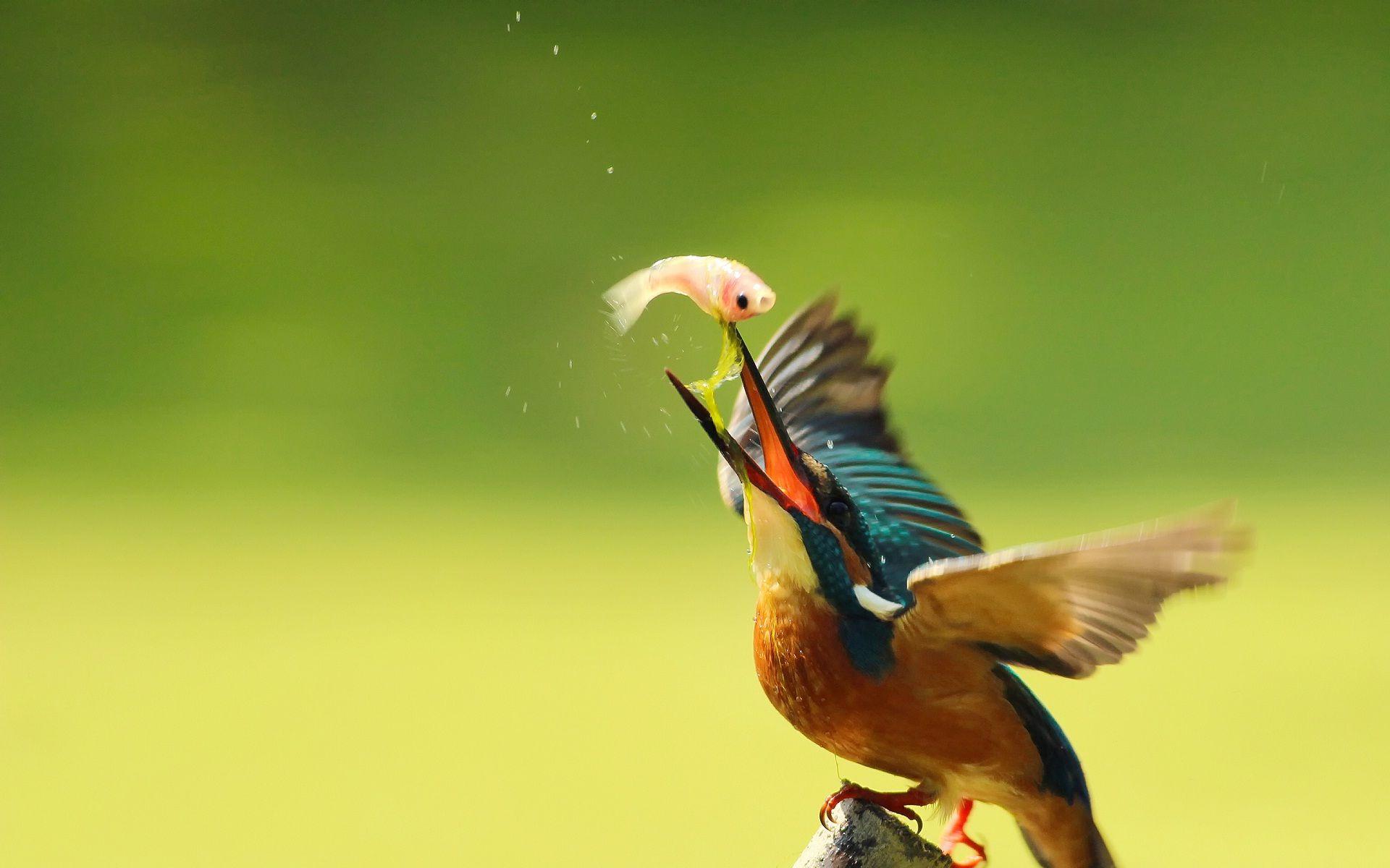 1920x1200 Kingfisher bird hunting fish. HD Wallpaper Rocks